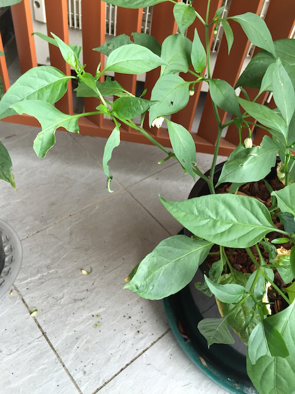 pests How can I find out what's eating my chilli plants? Gardening