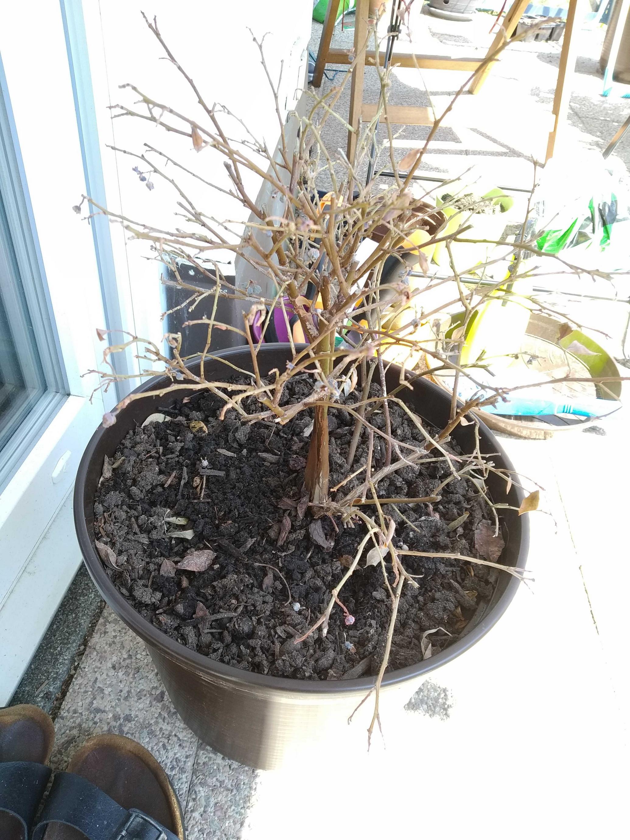 plant health Saving a blueberry bush that lost all leaves Gardening & Landscaping Stack Exchange