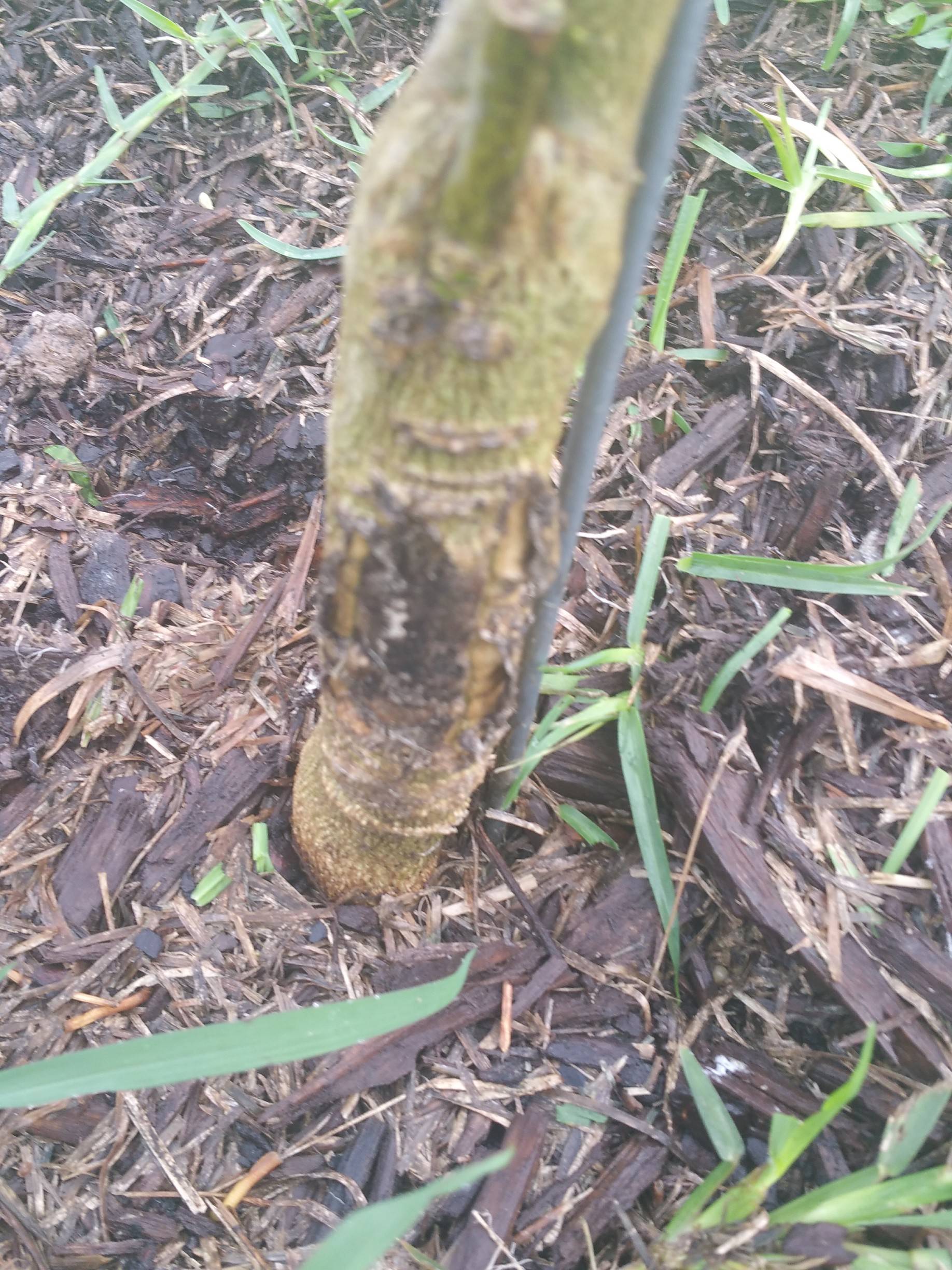 identification What is this growing on my orange tree Gardening & Landscaping Stack Exchange