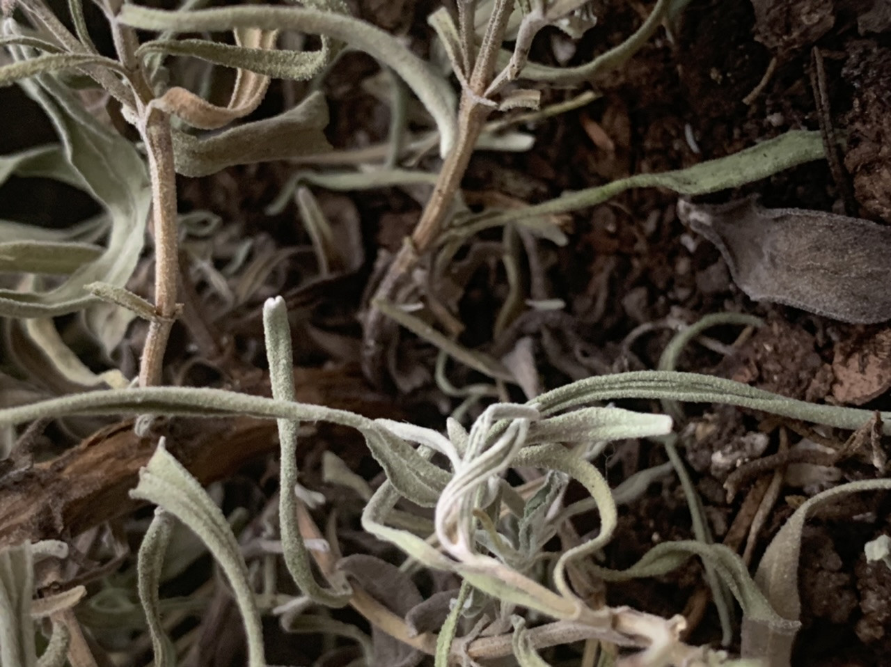 Can Lavender Be Overwatered at Pamela Jesus blog