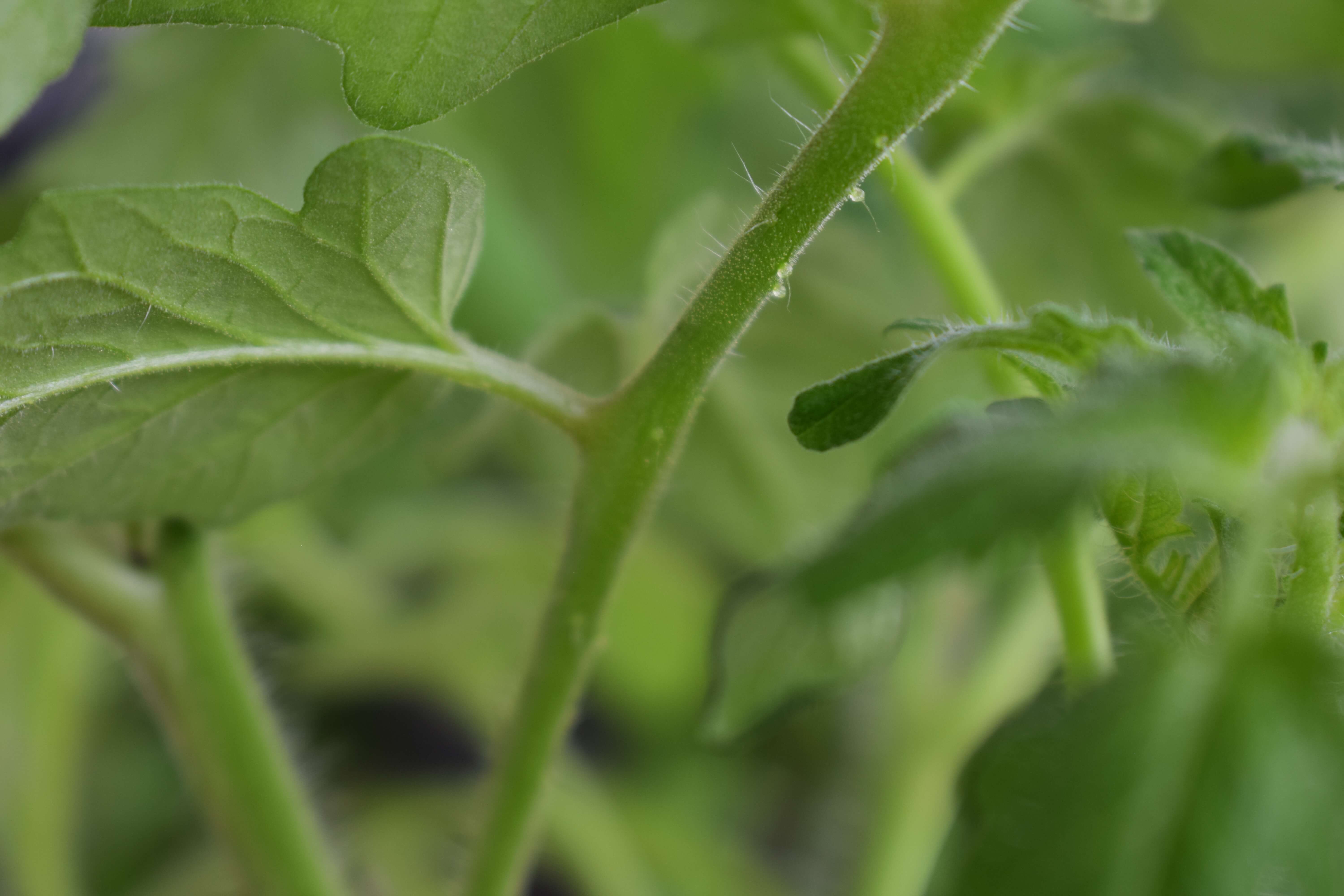 botany What are these bumps on tomato stem? Biology Stack Exchange