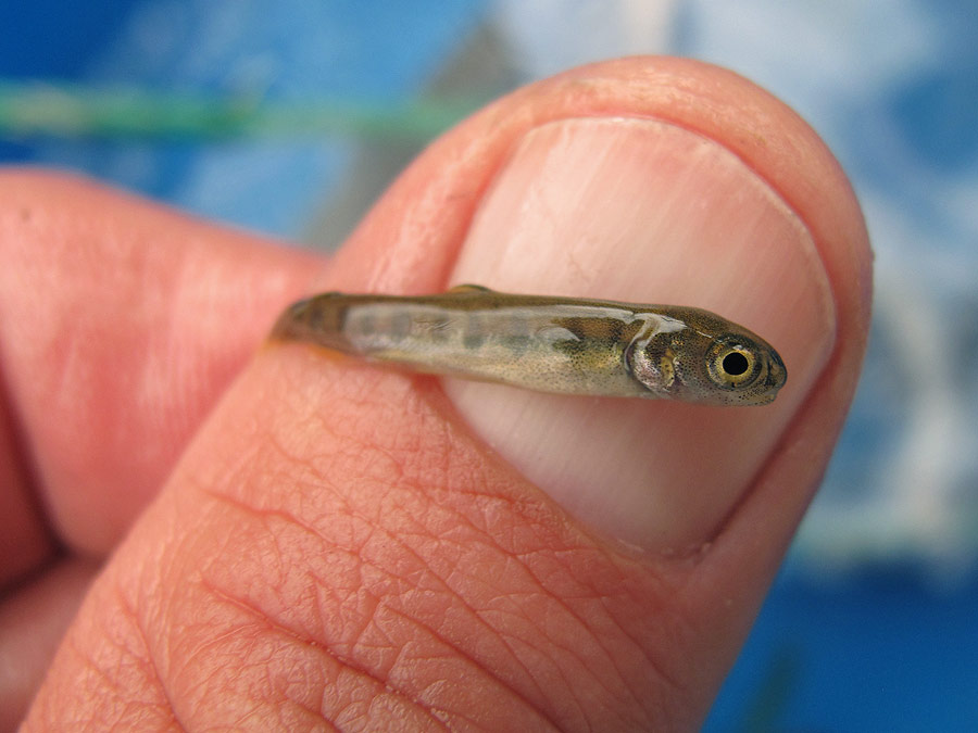 zoology What are fish seeds? Biology Stack Exchange