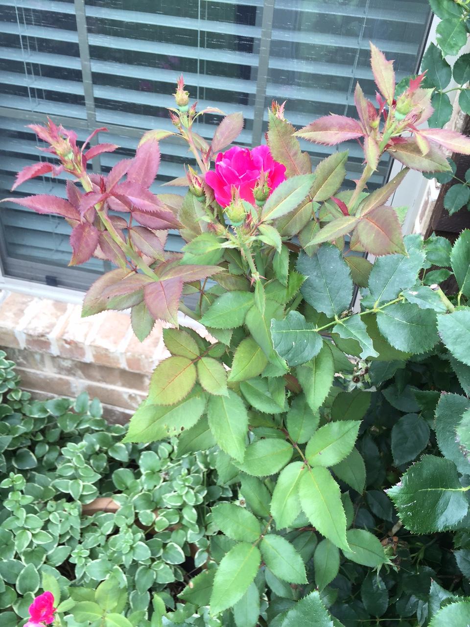 diseases Rose bush diseased or natural (new growth or rose rosette