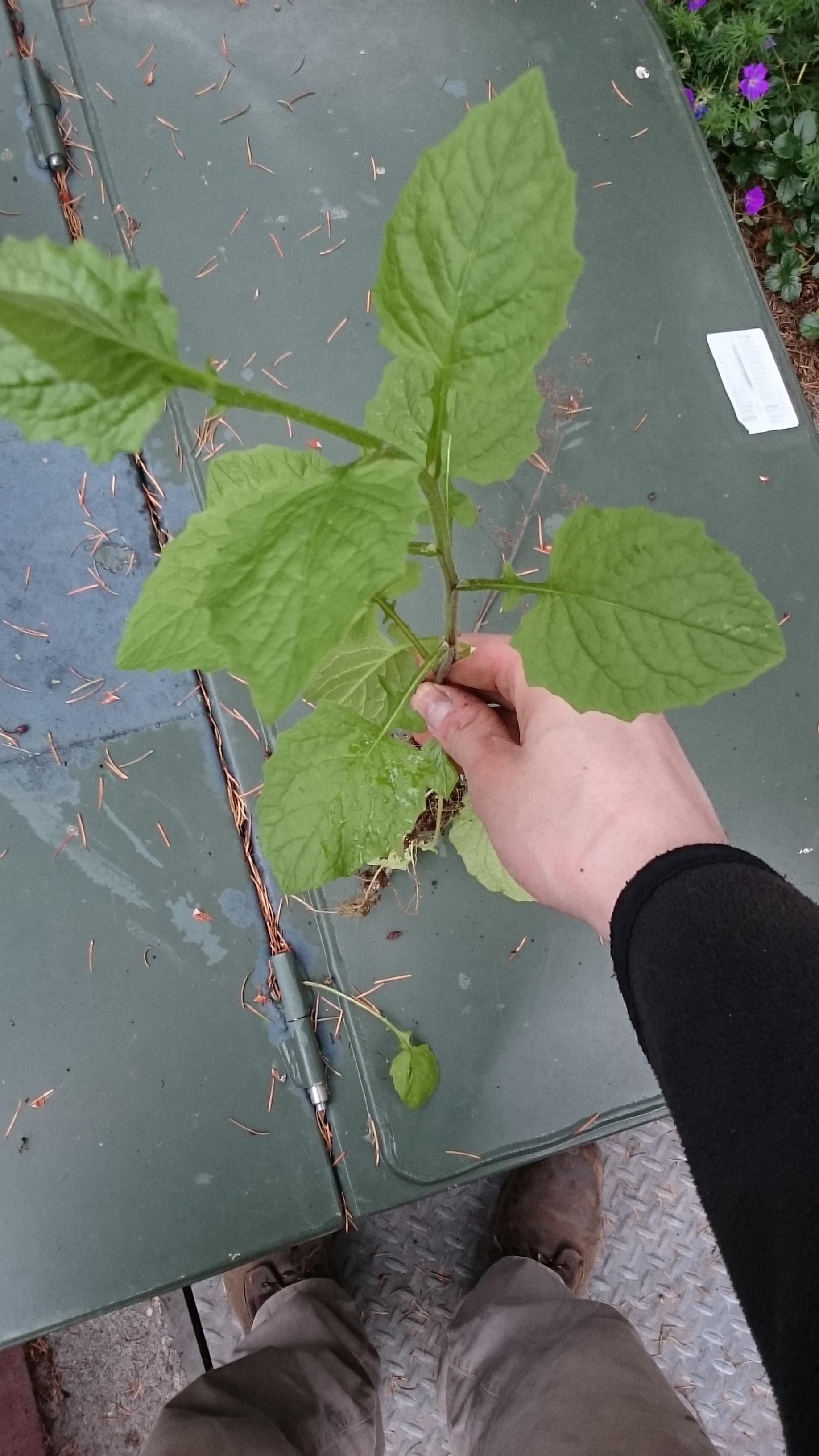 identification What is this tall, vigorous weed? Gardening