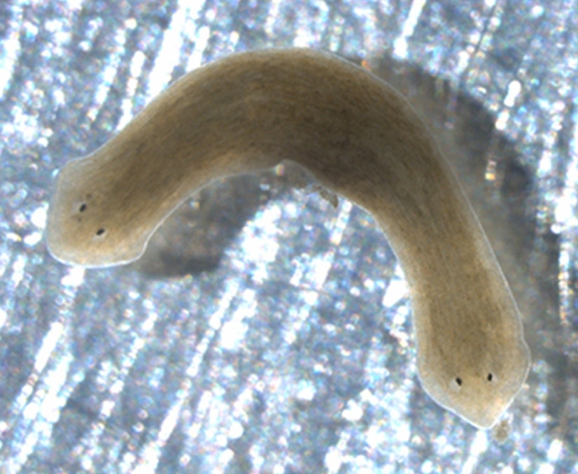 physiology Will a worm, cut in half, survive as two worms? Skeptics