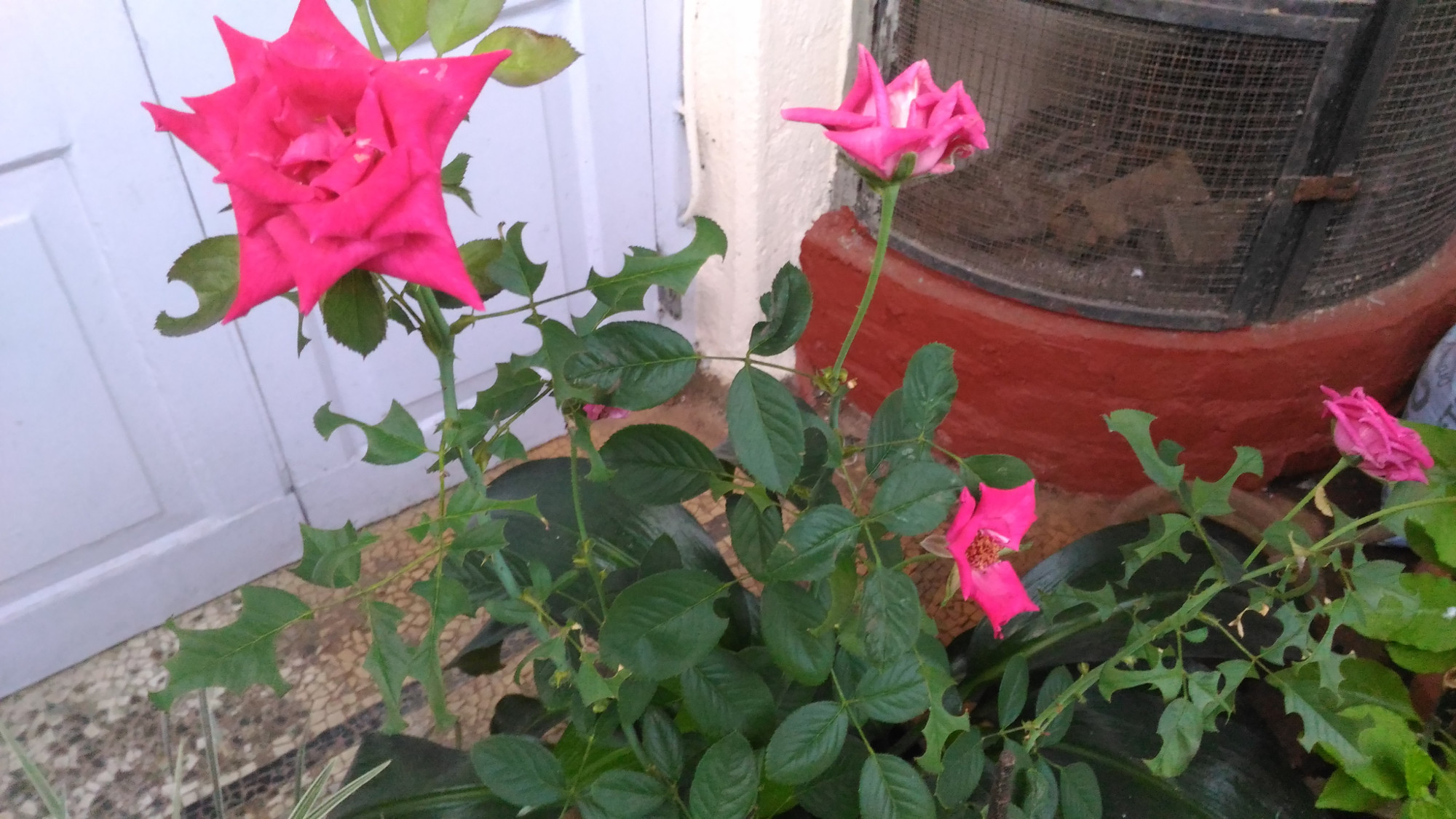 What is eating the leaves of this rose plant? Gardening & Landscaping