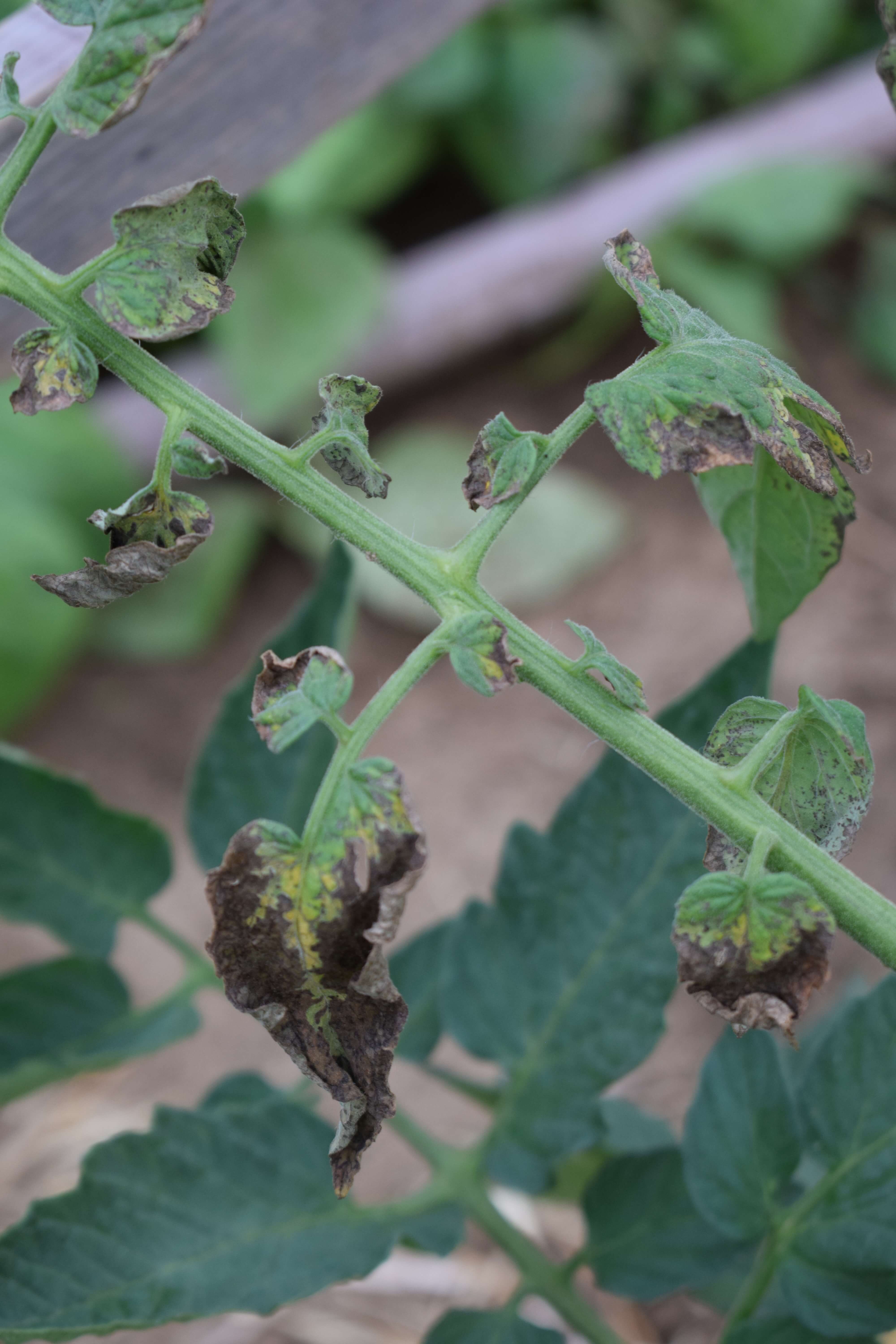 Brown Spots On Tomato Leaves