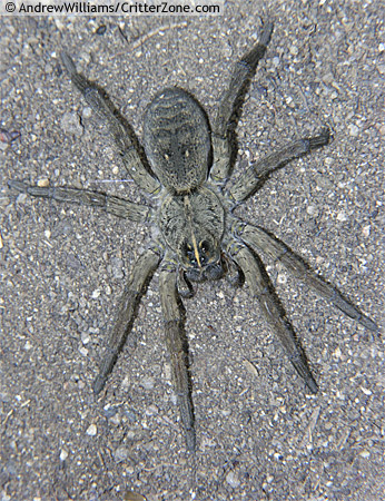 species identification - ID Large brown/grey spider with light stripe