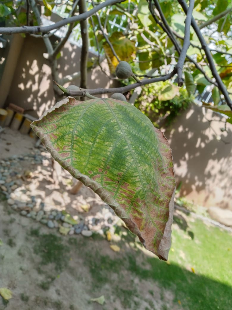 Fig tree wilting and the fruit also does not look healthy Gardening