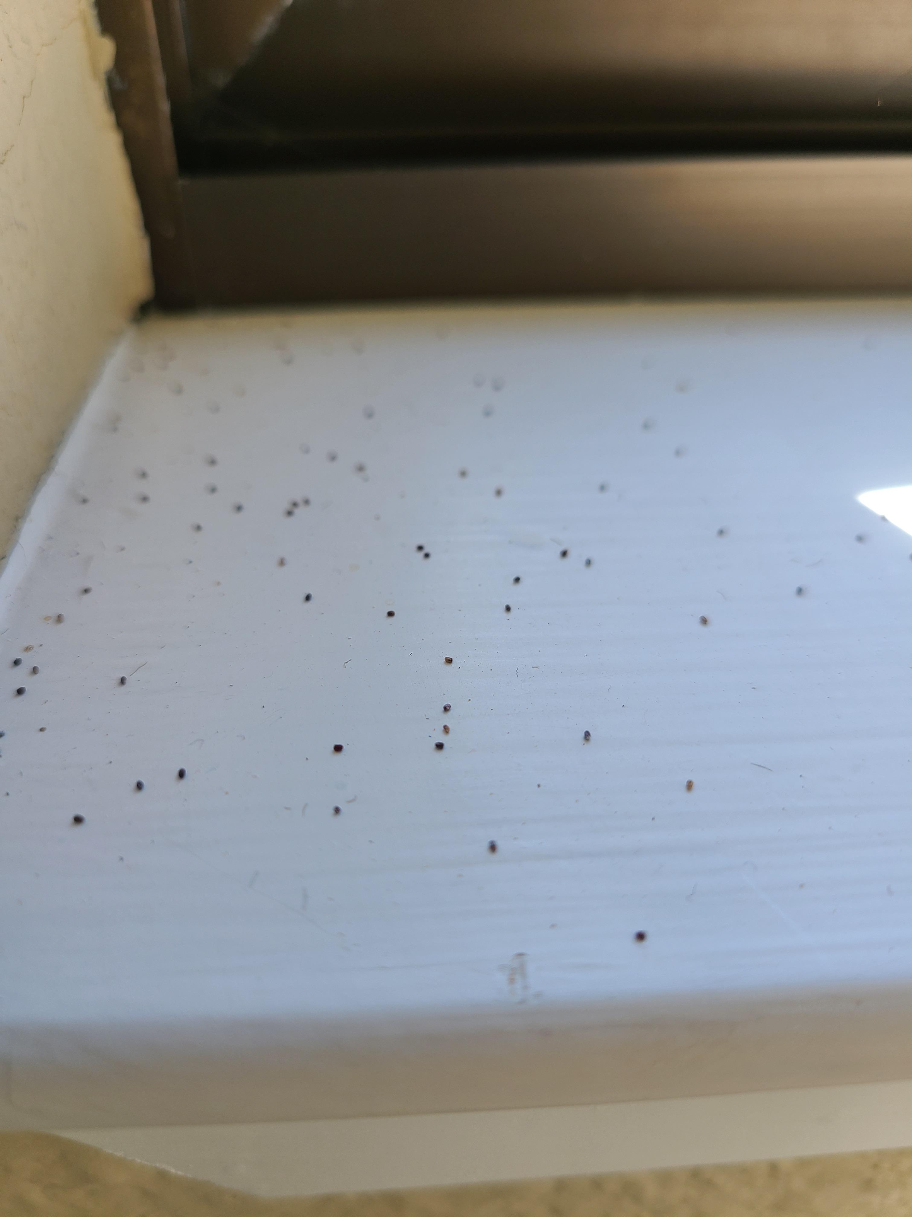 pest control Are these termite droppings (aka frass)? Home
