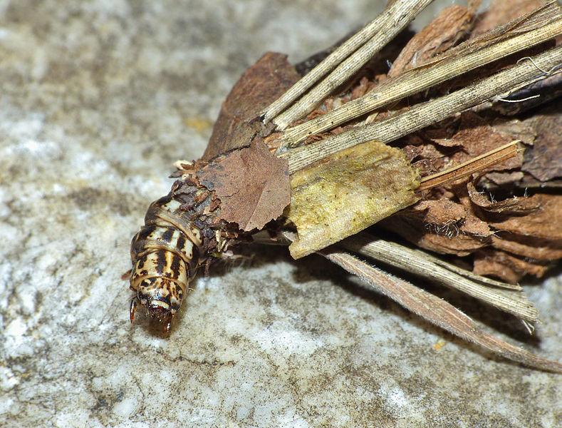 zoology Caterpillar(?) in Leaf Cocoon identification Missouri