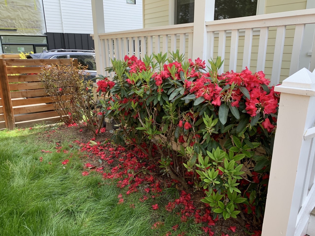 identification What is this red flowering shrub? Gardening & Landscaping Stack Exchange