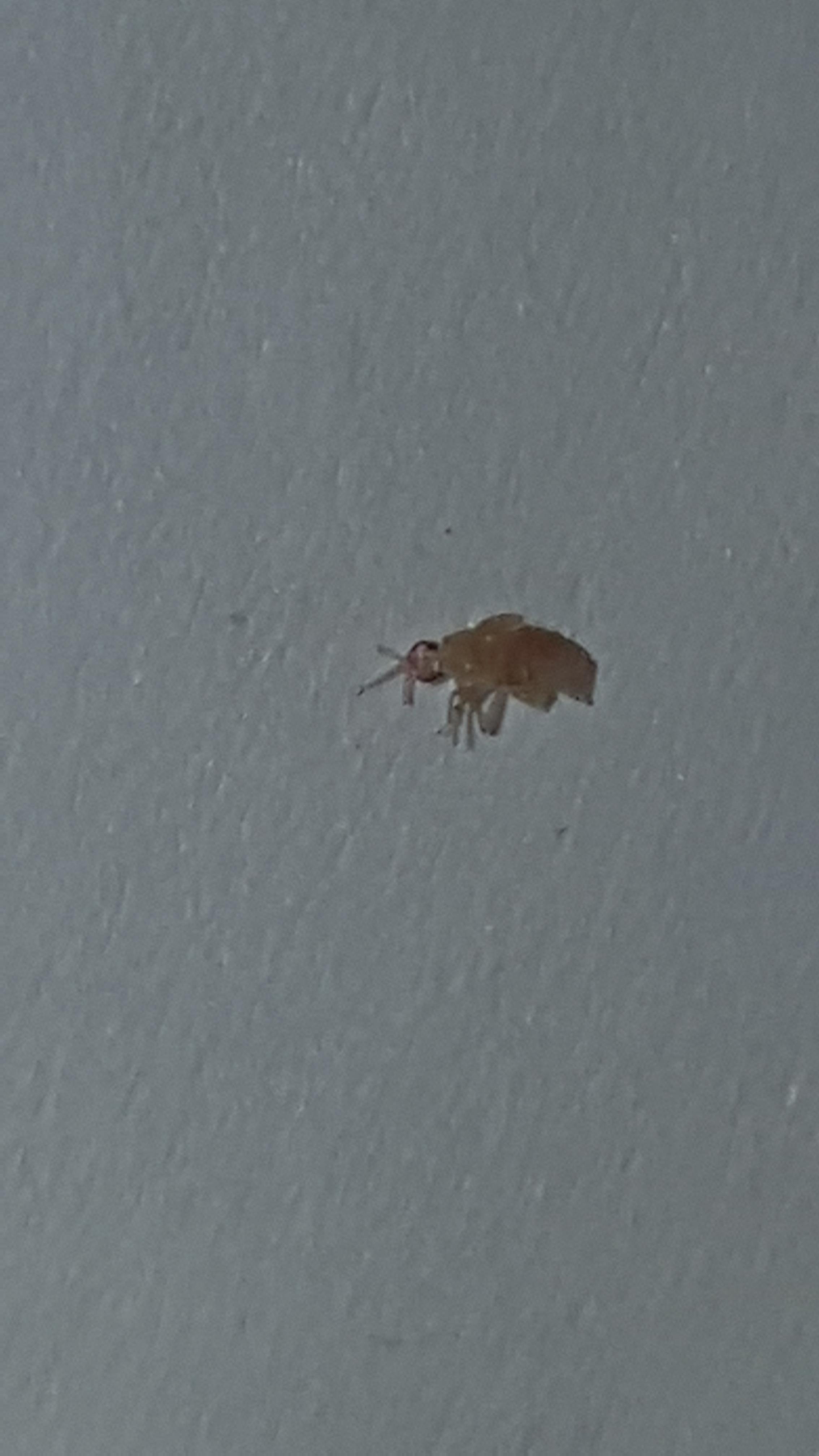 species identification Is this a bed bug nymph? Biology Stack Exchange