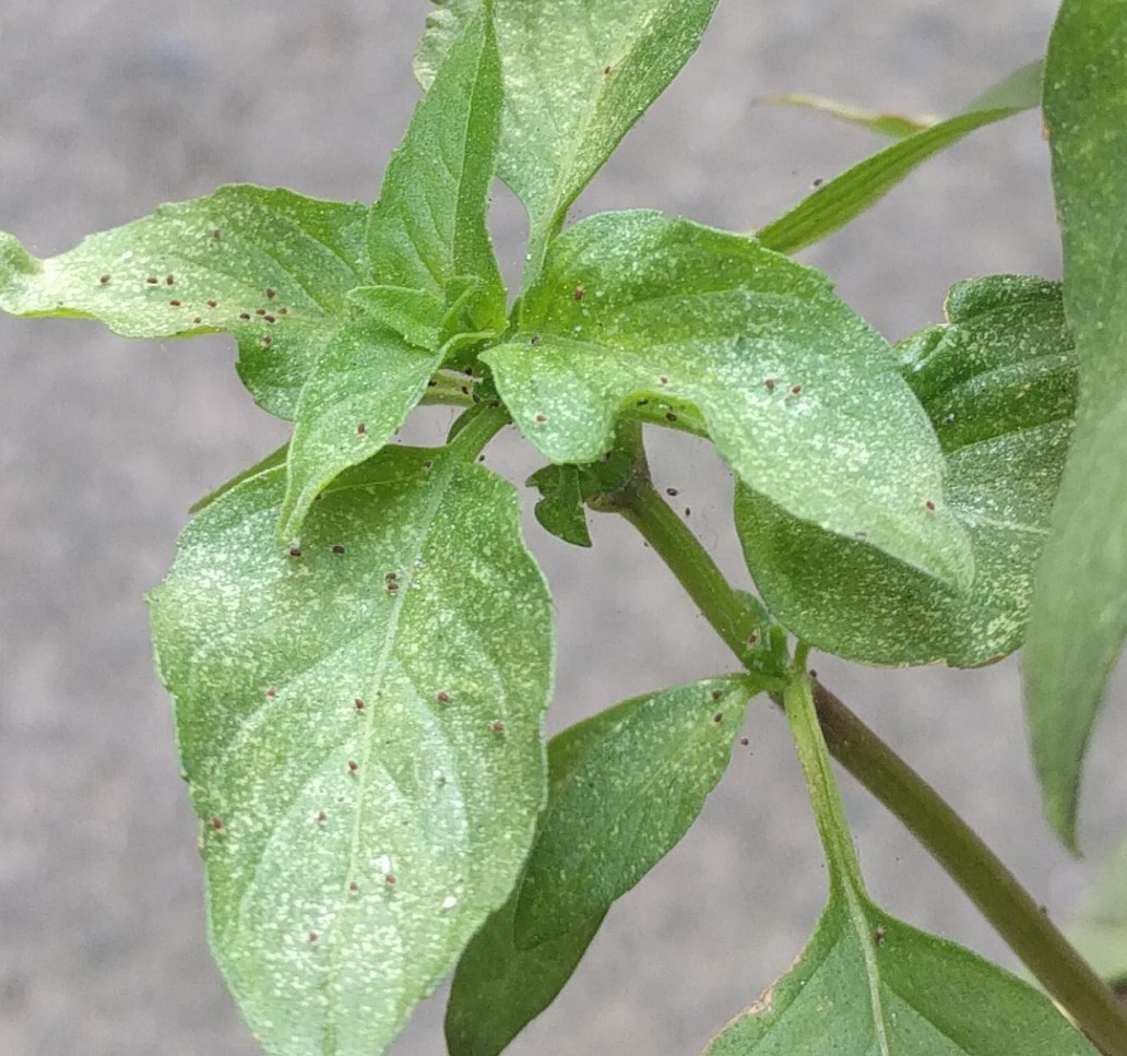 Spider Mites On Basil / How To Get Rid Of Bugs On Basil Aphids Beetles