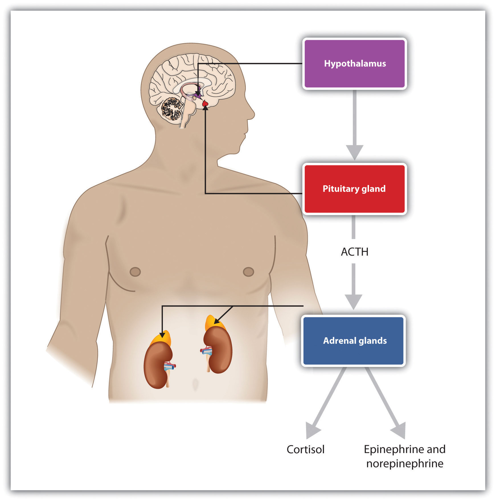 neuroscience Is this "Sympathetic fight response" axis accurate