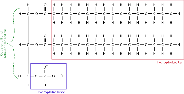 biochemistry Why don't phospholipid bilayers dissolve? Biology