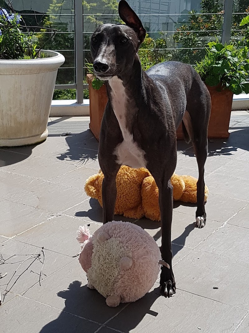 behavior Why does my dog love her furry toys? Pets Stack Exchange