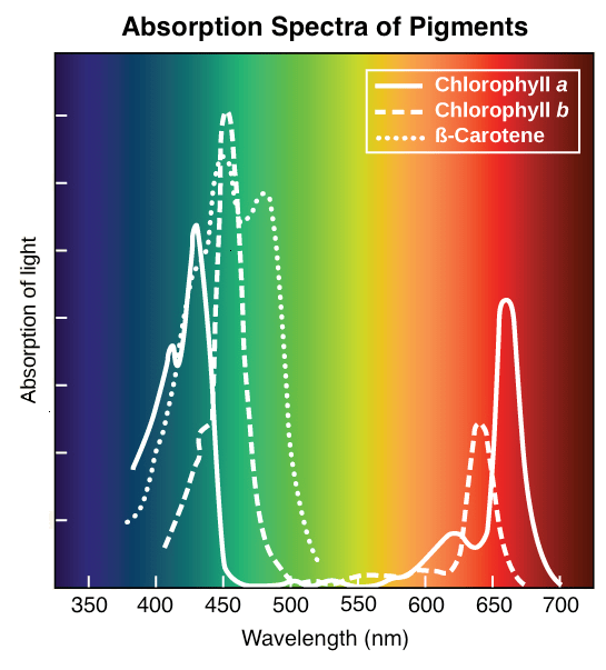 quantum mechanics How to explain smooth absorption spectrum of nature
