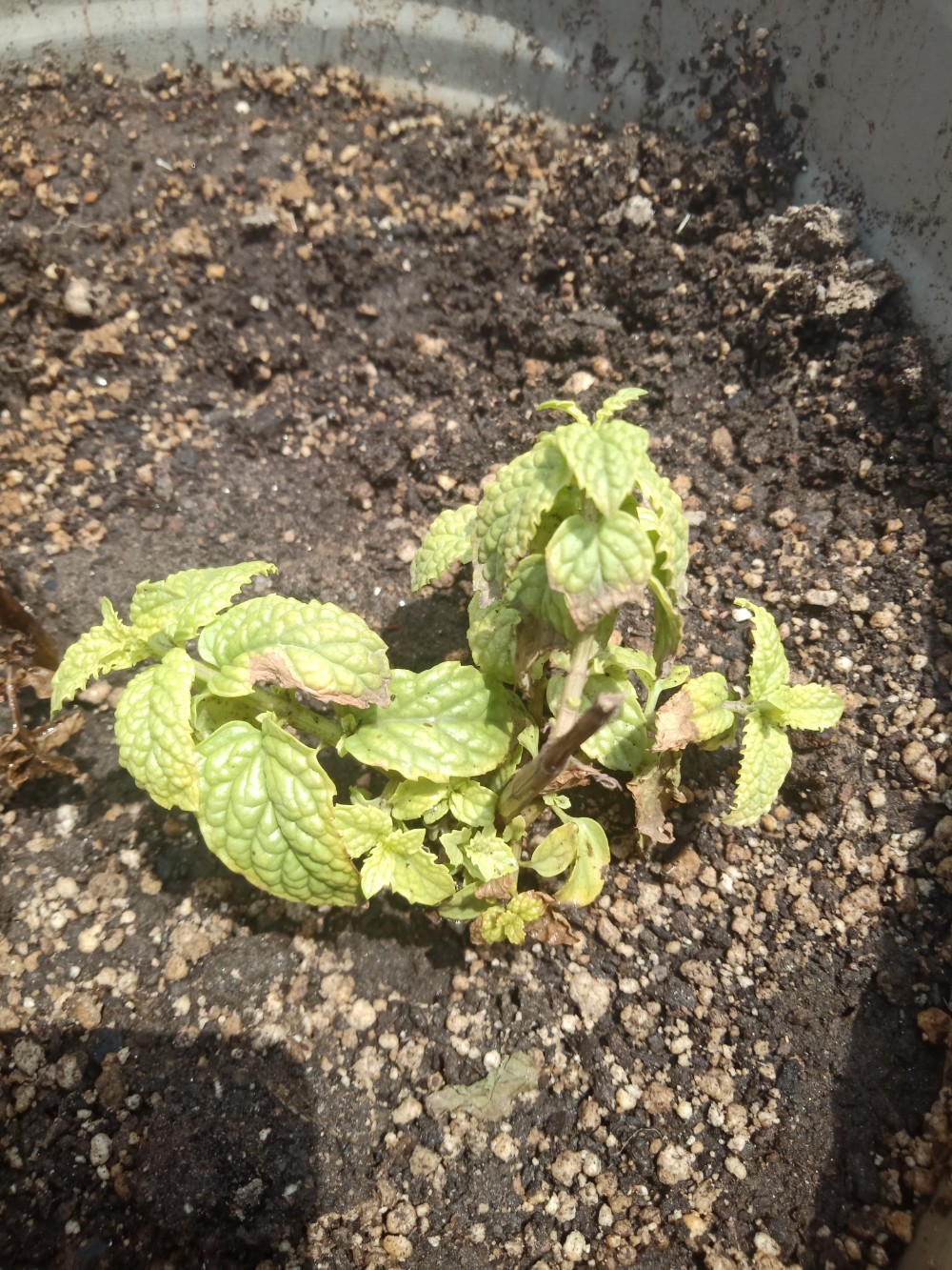 container gardening Why did my mint plant die? Gardening