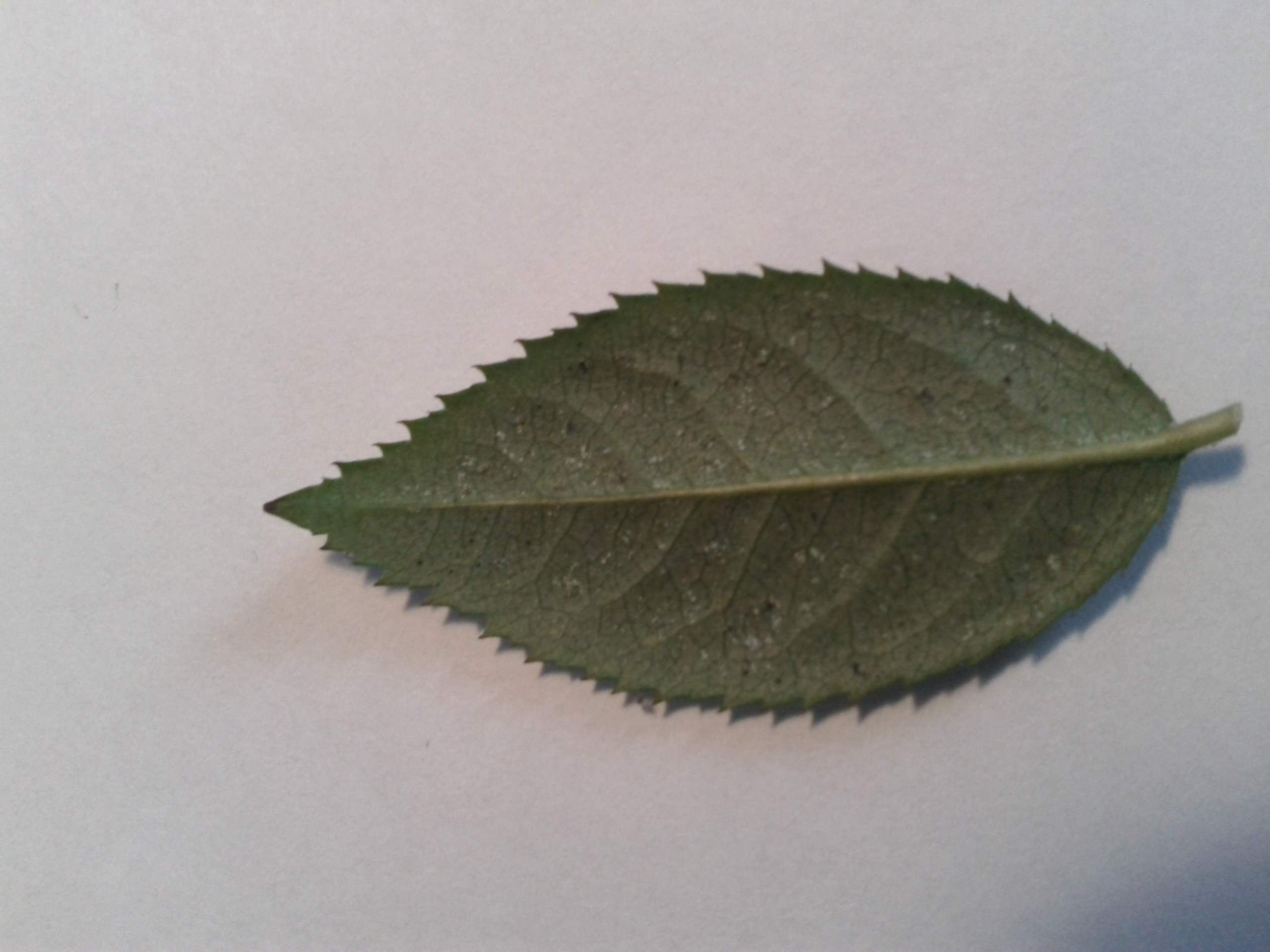 plant health White spots on rose leaves Gardening & Landscaping Stack Exchange