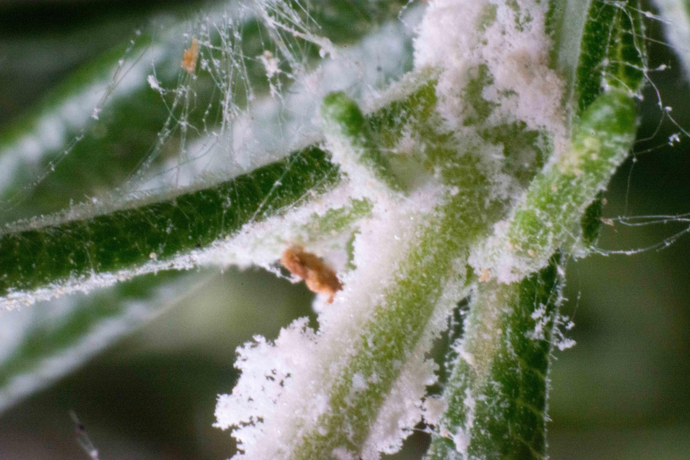 identification What Pest is That on My Rosemary? Gardening