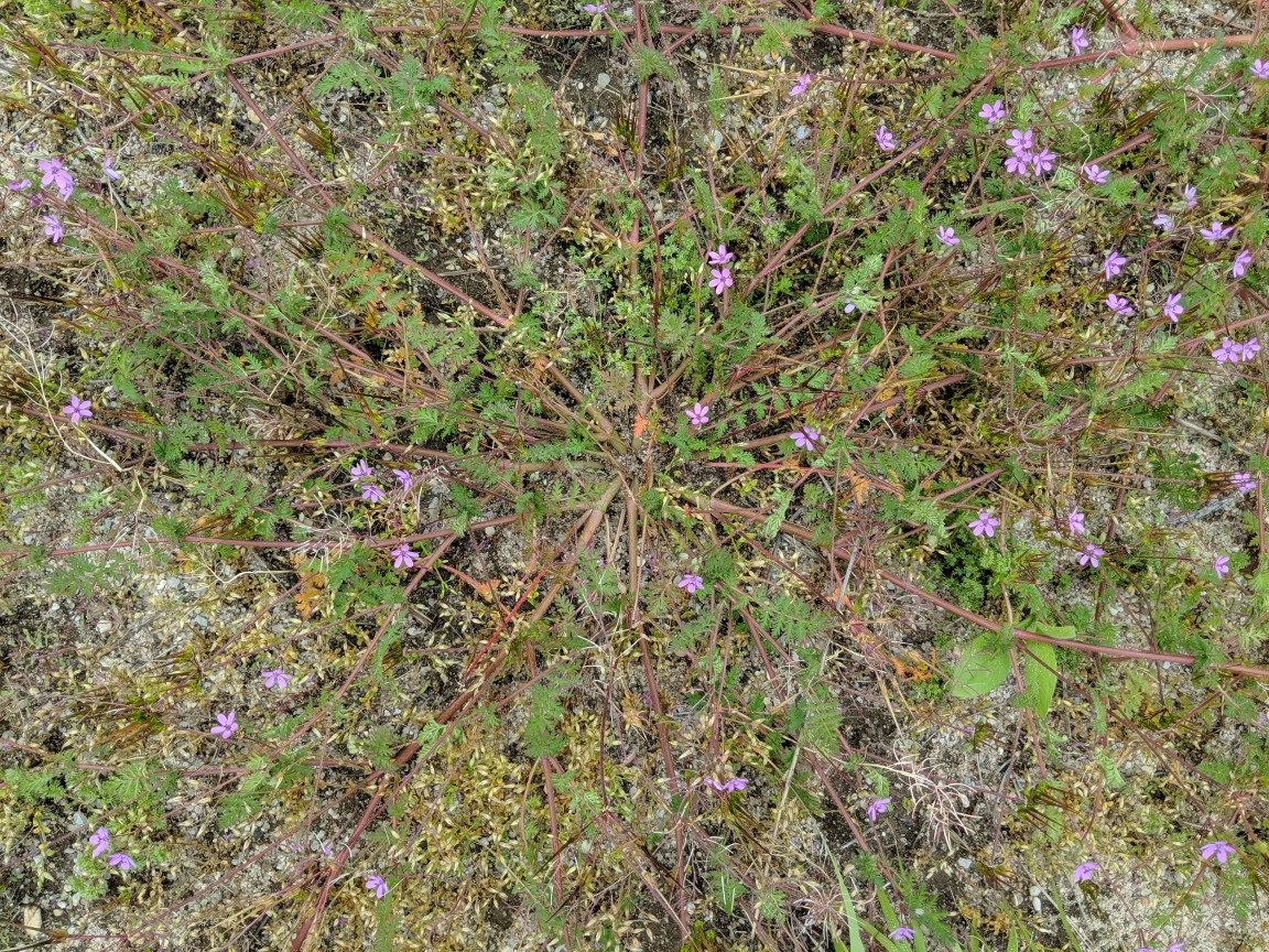 identification What is this groundhugging "weed" with small purple