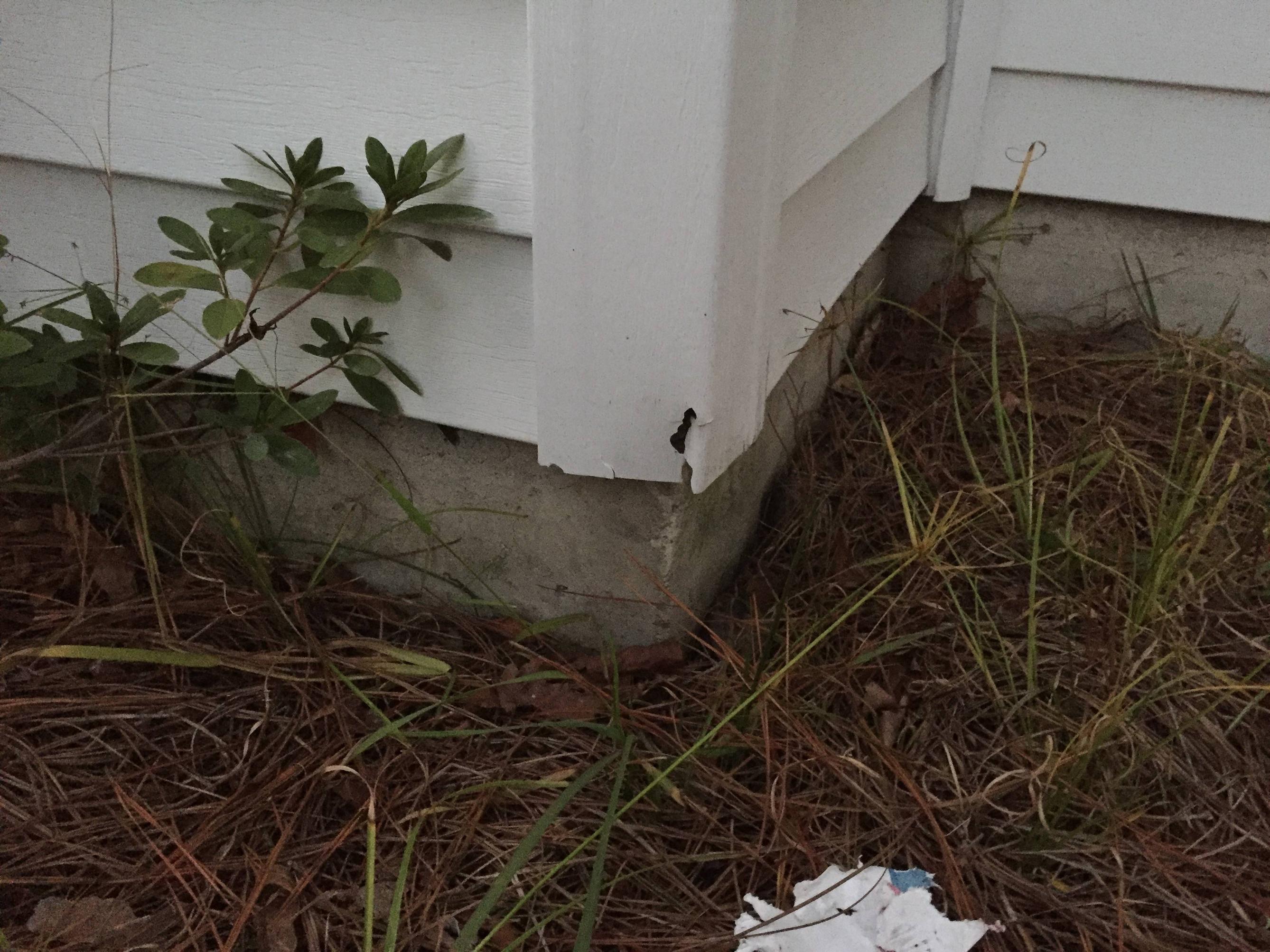 pest control When flying squirrel proofing should I seal potential