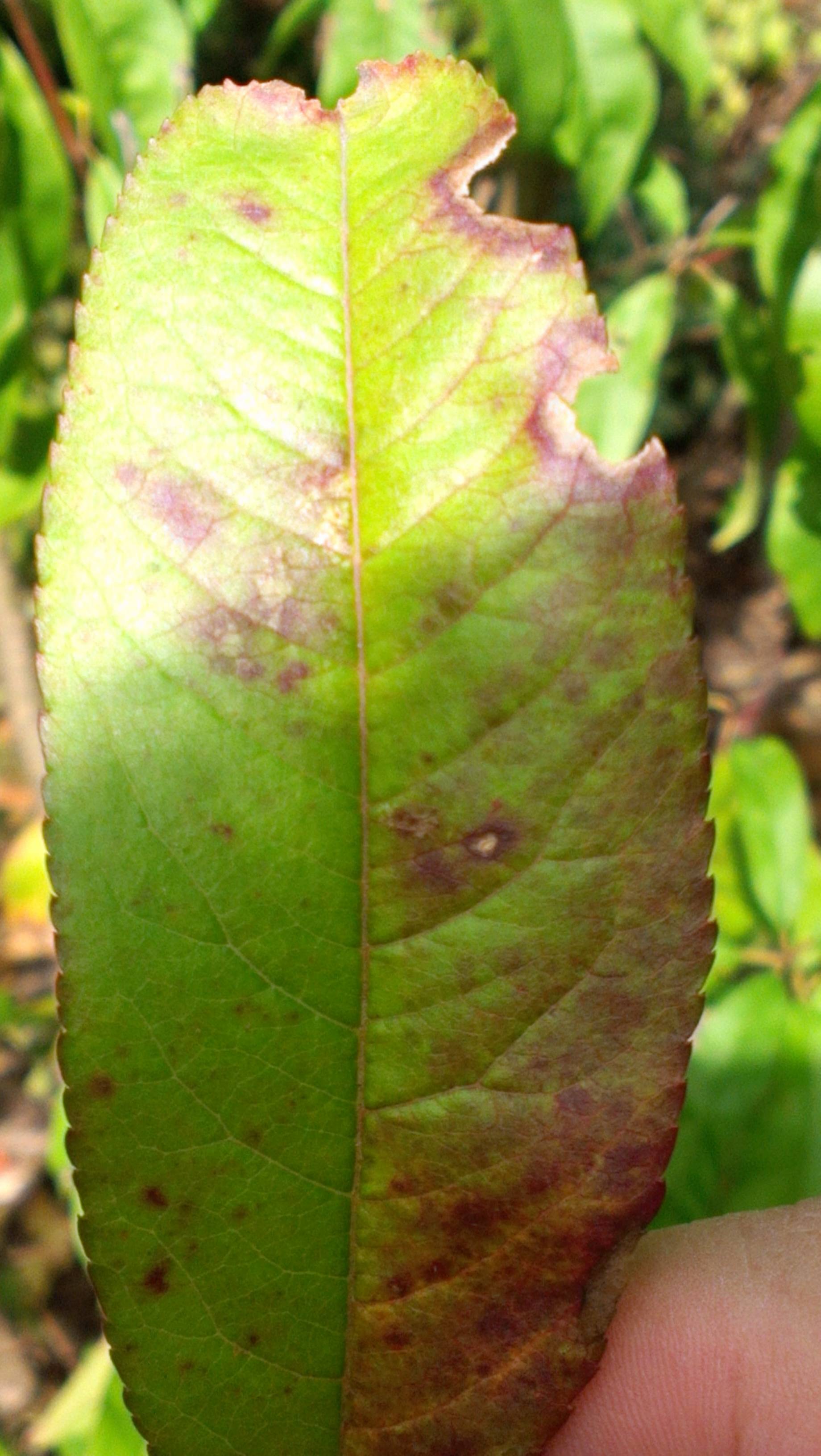 diagnosis What are the purple streaks and splotches in my peach tree leaves? Gardening