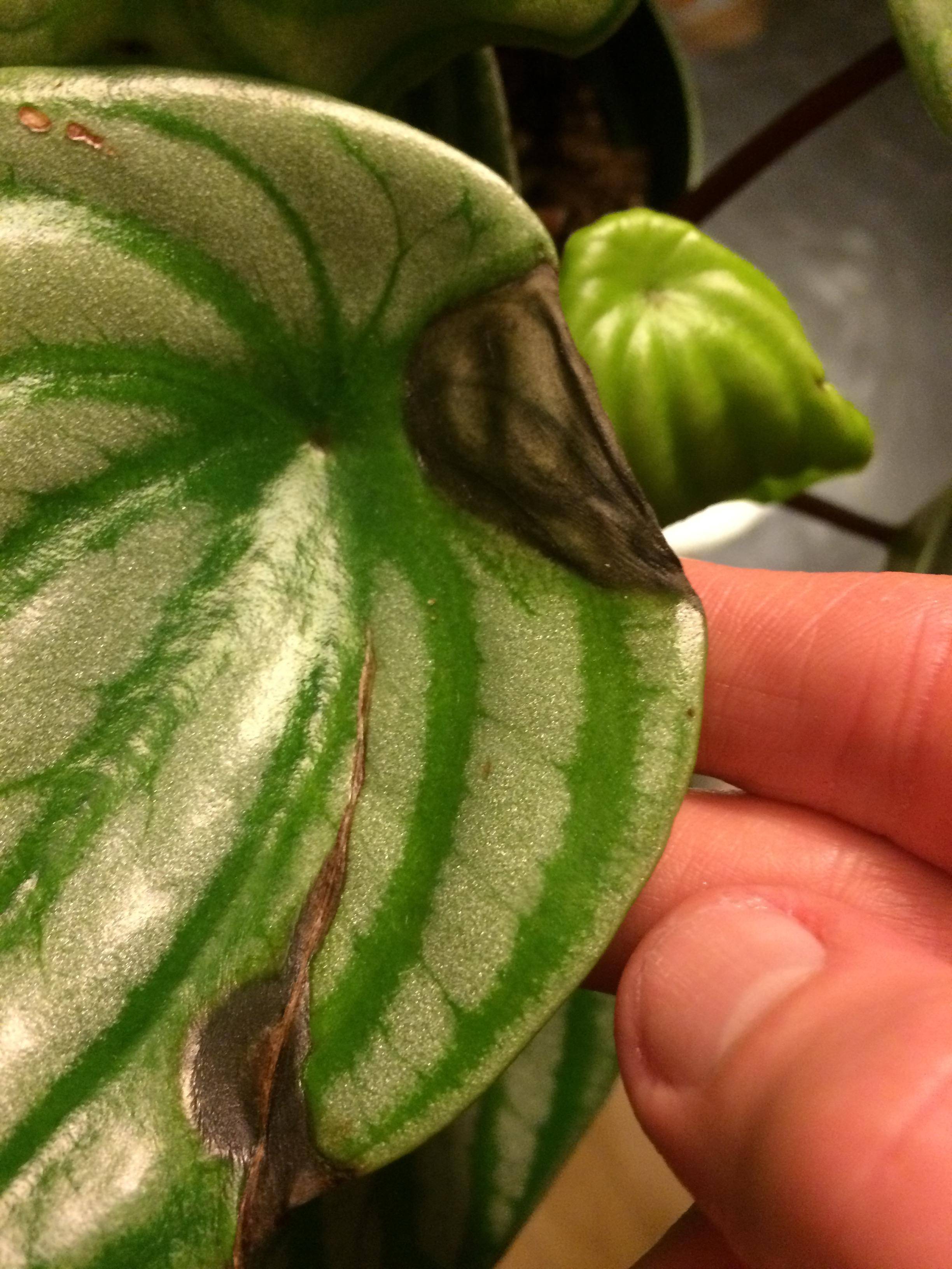 diagnosis Black Patches on Watermelon Peperomia Gardening