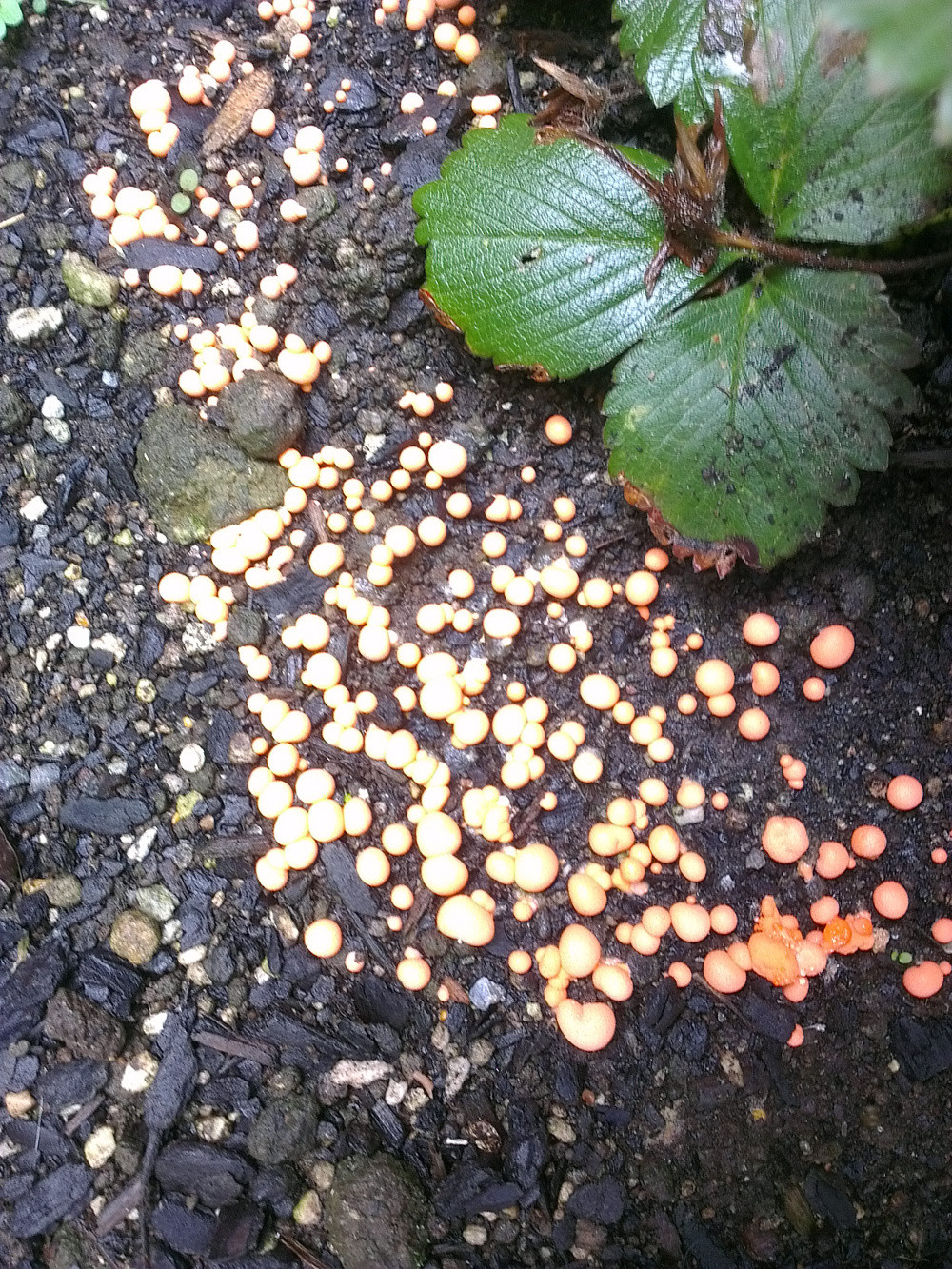 Orange spherical fungus in garden Gardening & Landscaping Stack Exchange
