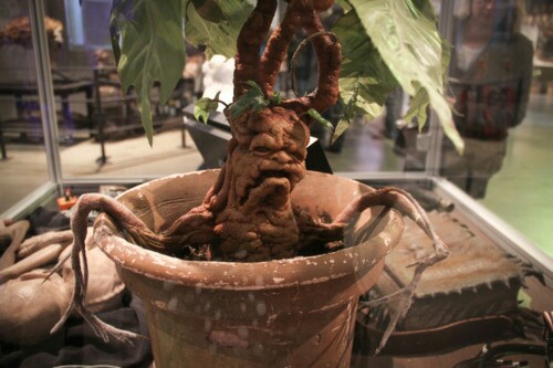 harry potter What part of the mandrake plant is used for the restorative draught? Science