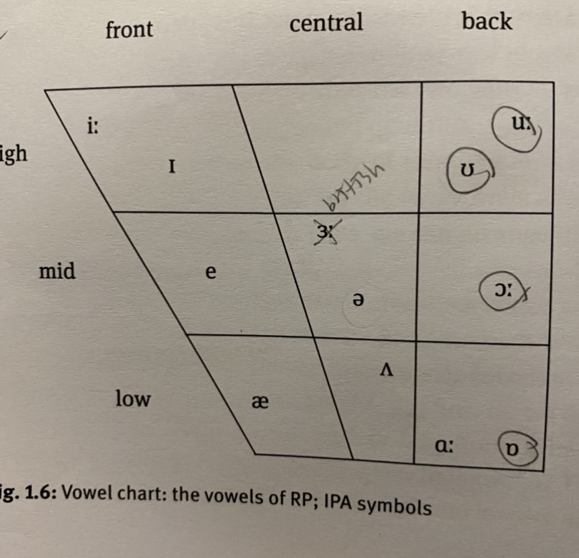 ipa Why is ʌ an openmid back unrounded vowel? Linguistics Stack