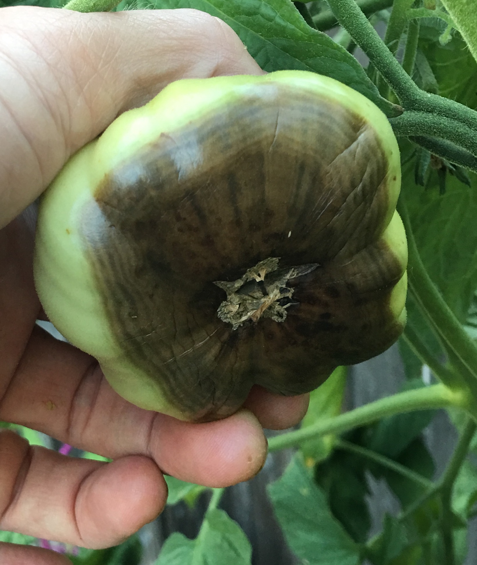 diseases Tomato 911 they have brown bottoms Gardening