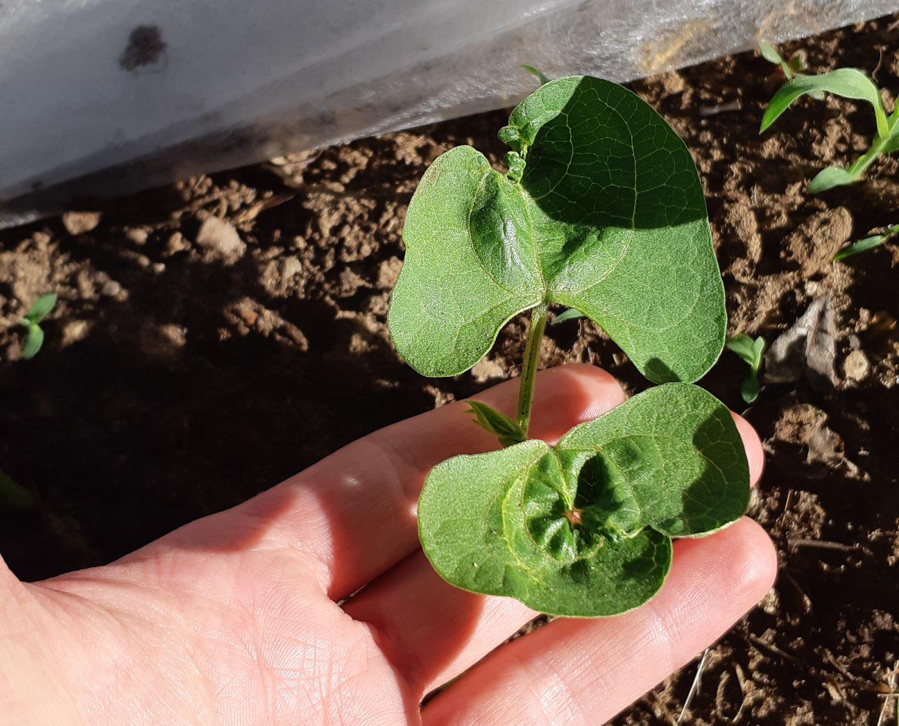 diagnosis Why are these bean plant leaves misshapen? Gardening