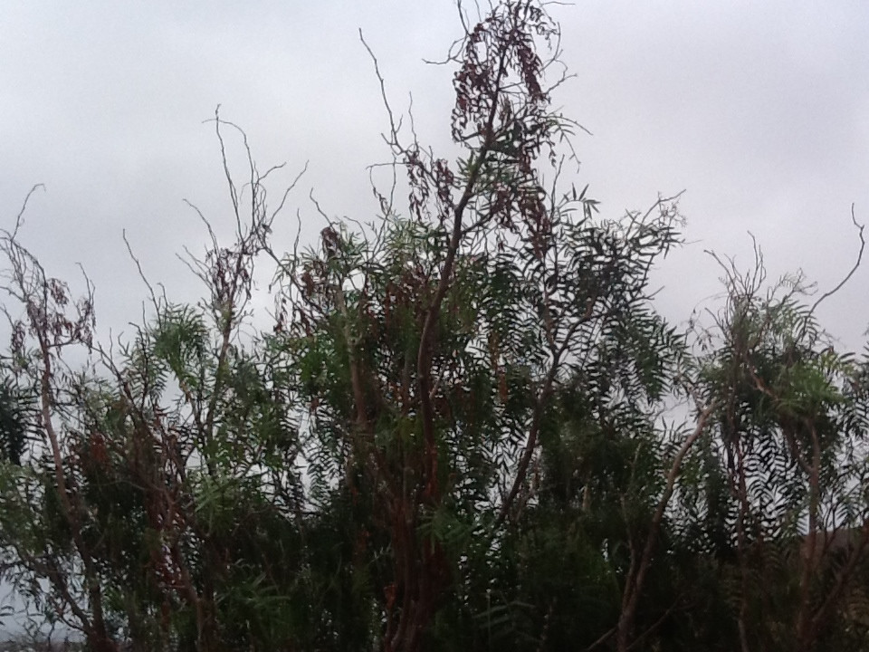 california pepper tree losing leaves Love Crooks