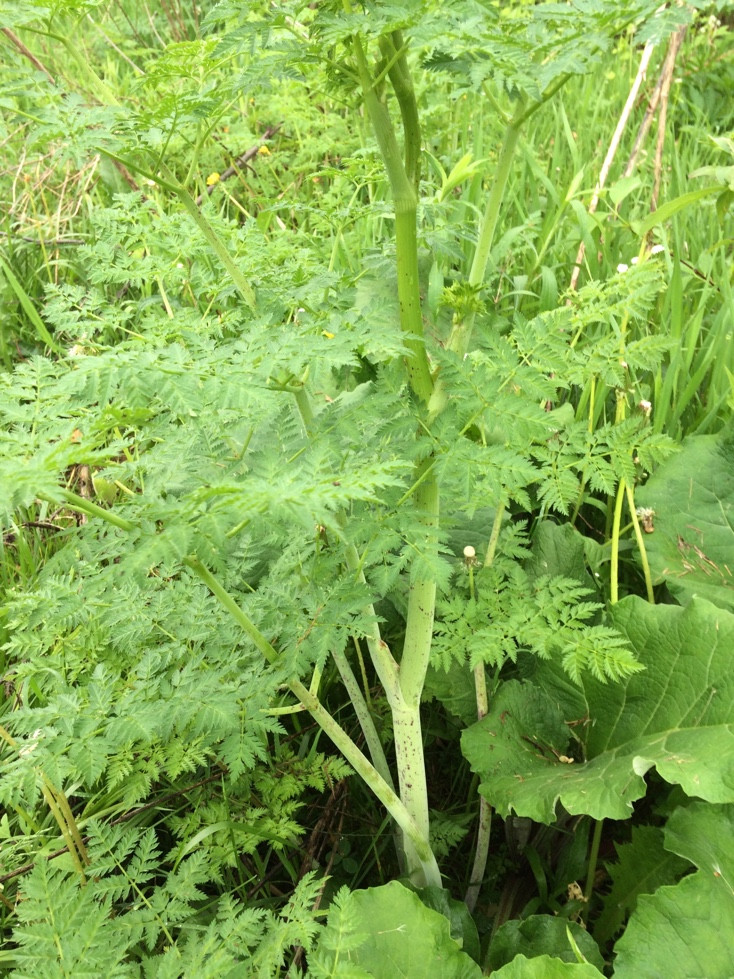 Plants That Look Like Ferns