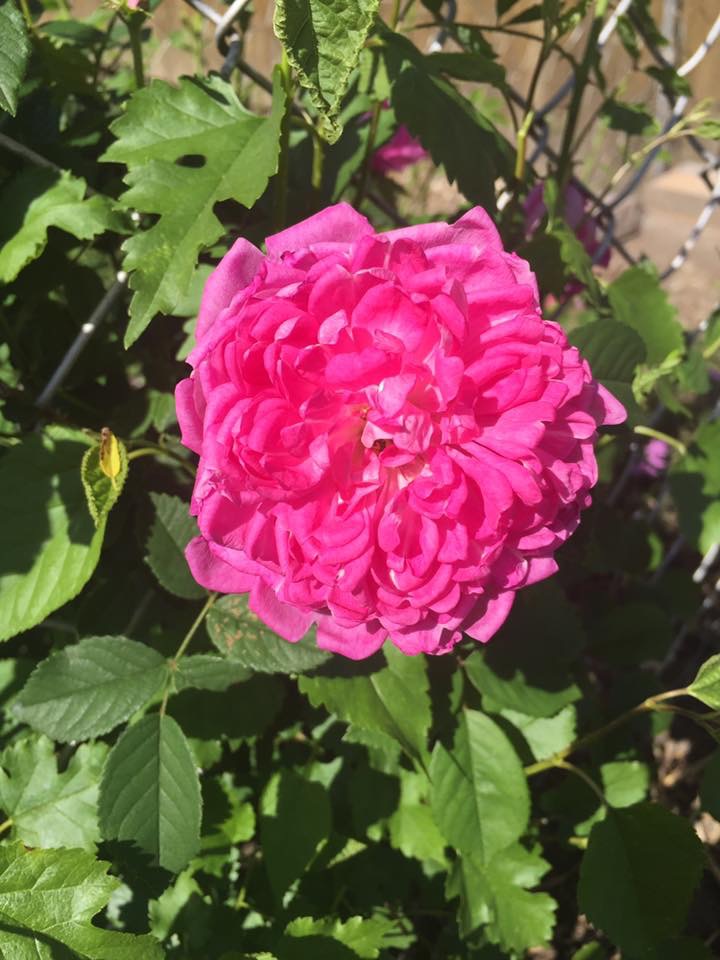 identification What is this bushy rose plant with large pink flowers