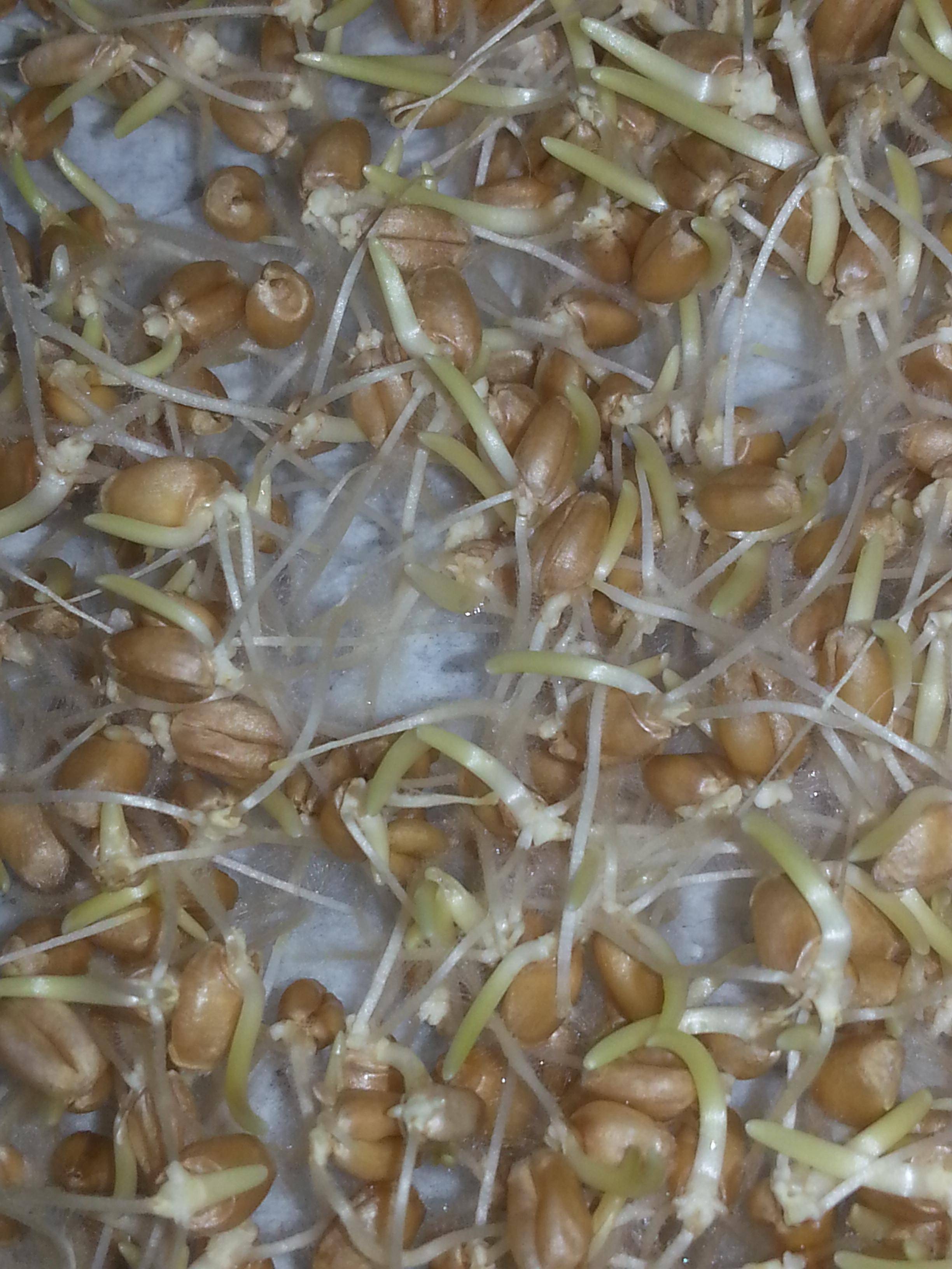 How to prevent creation of mold while sprouting wheatgrass indoors
