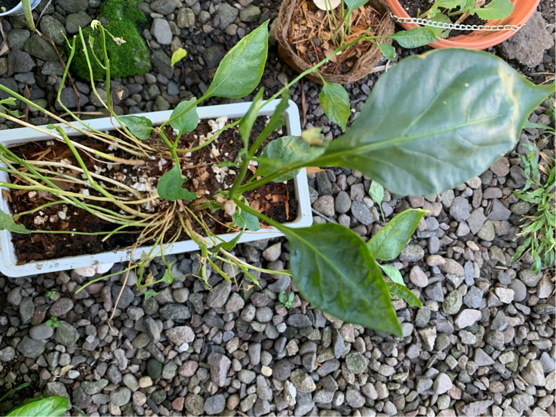 pests What’s eating the leaves of my bell pepper plant Gardening