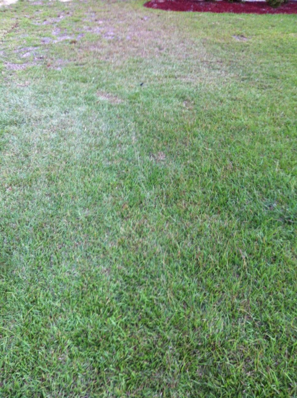 grass My Lawn Keeps Dying Gardening & Landscaping Stack Exchange