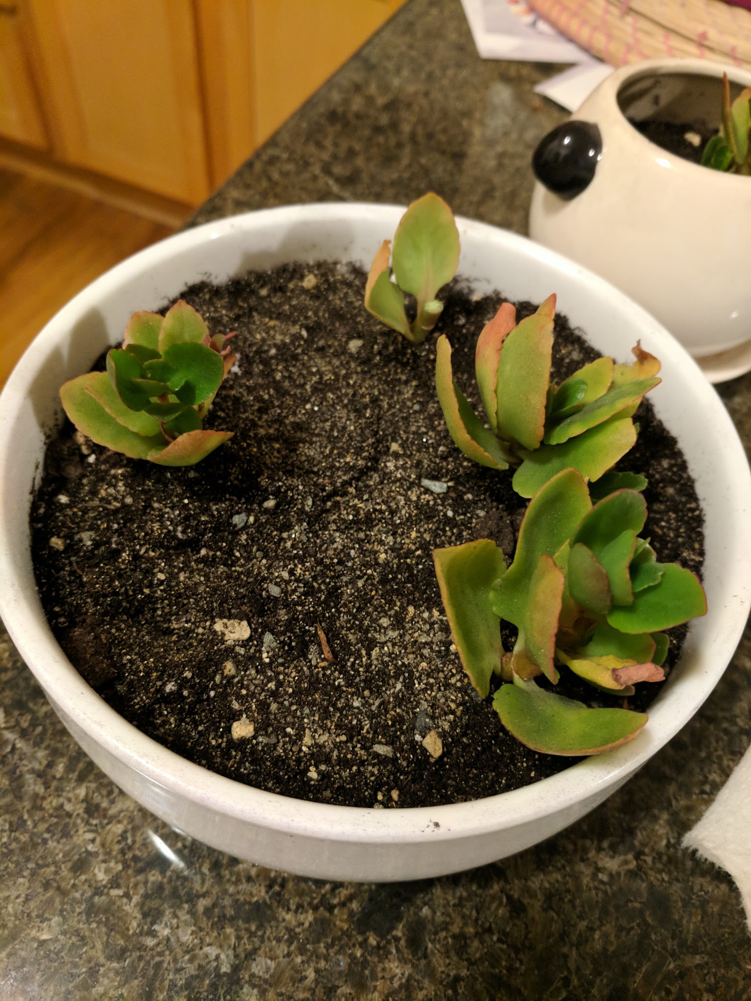 plant health How to save my Kalanchoe blossfeldiana Gardening