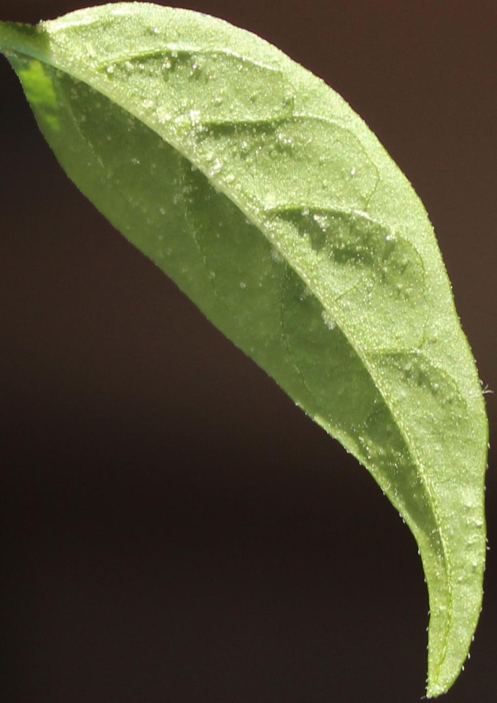 indoors White crystal like spot on bottom side of chili leaves