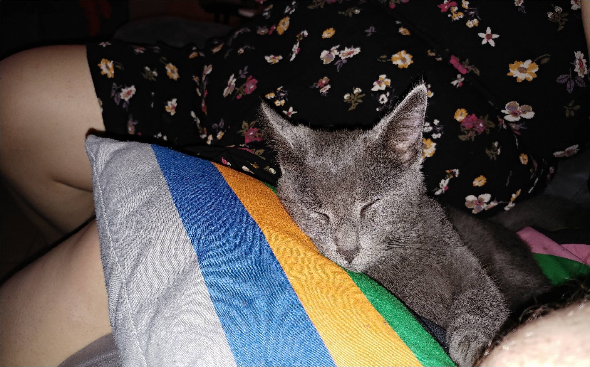 dogs Why does my puppy like to put his face in my neck