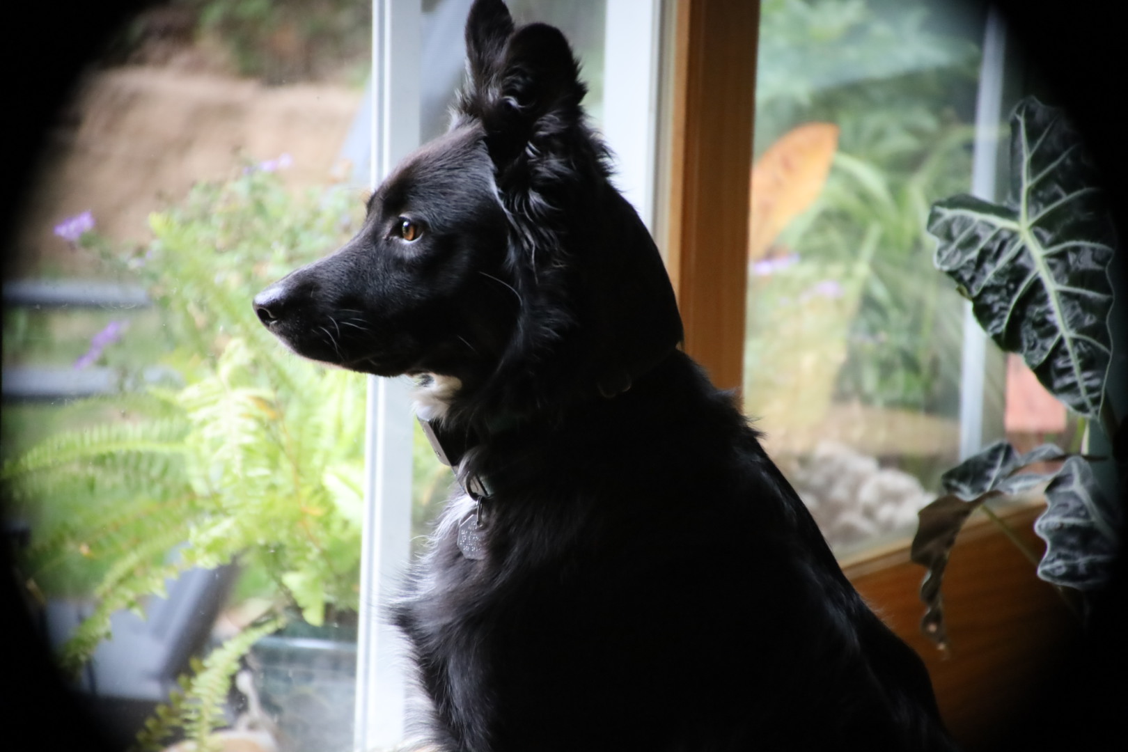 [SOLVED] Commlite Canon Lens adaptor putting black on photo