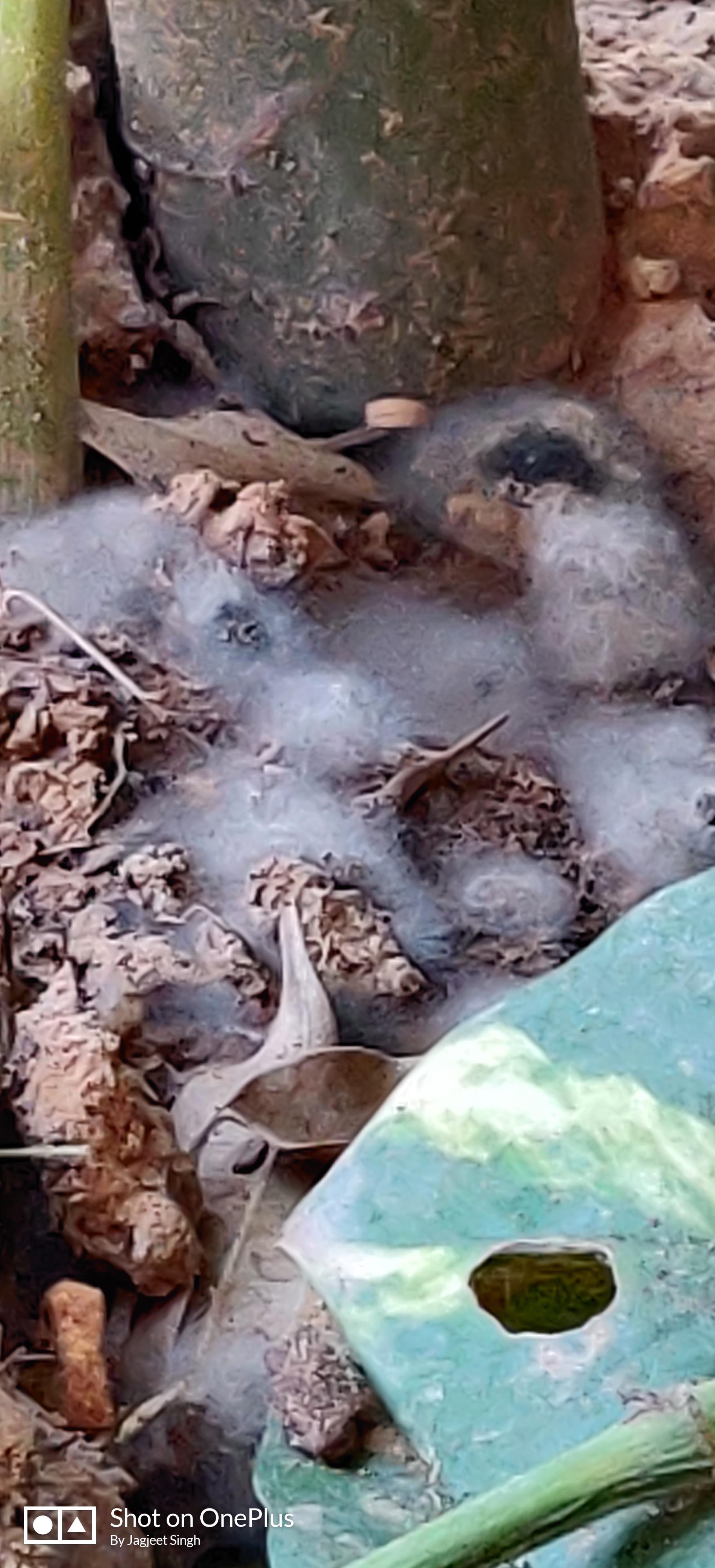 pests Found this cotton like mold in areca palm in earthed plant