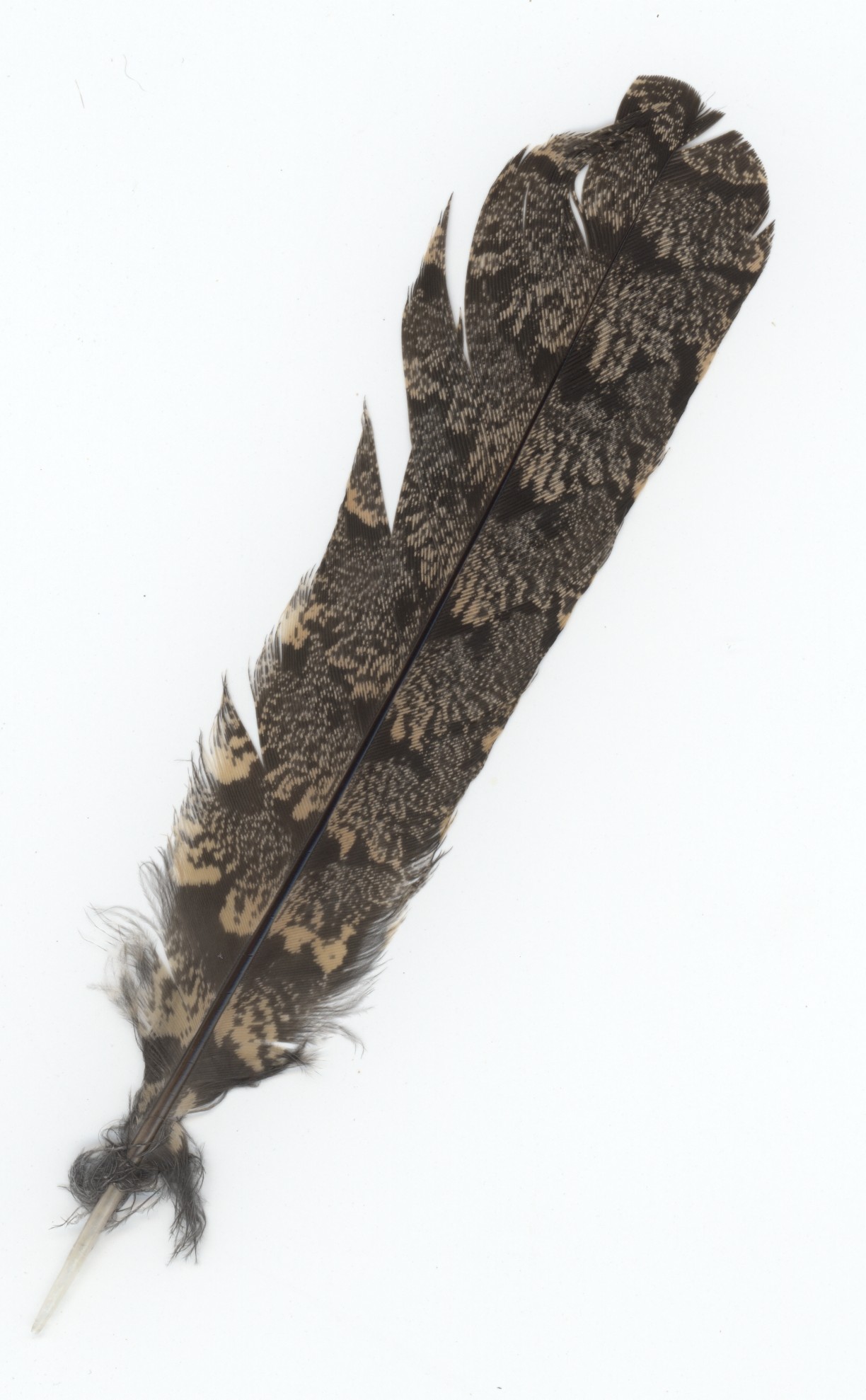 Turkey Feather Identification