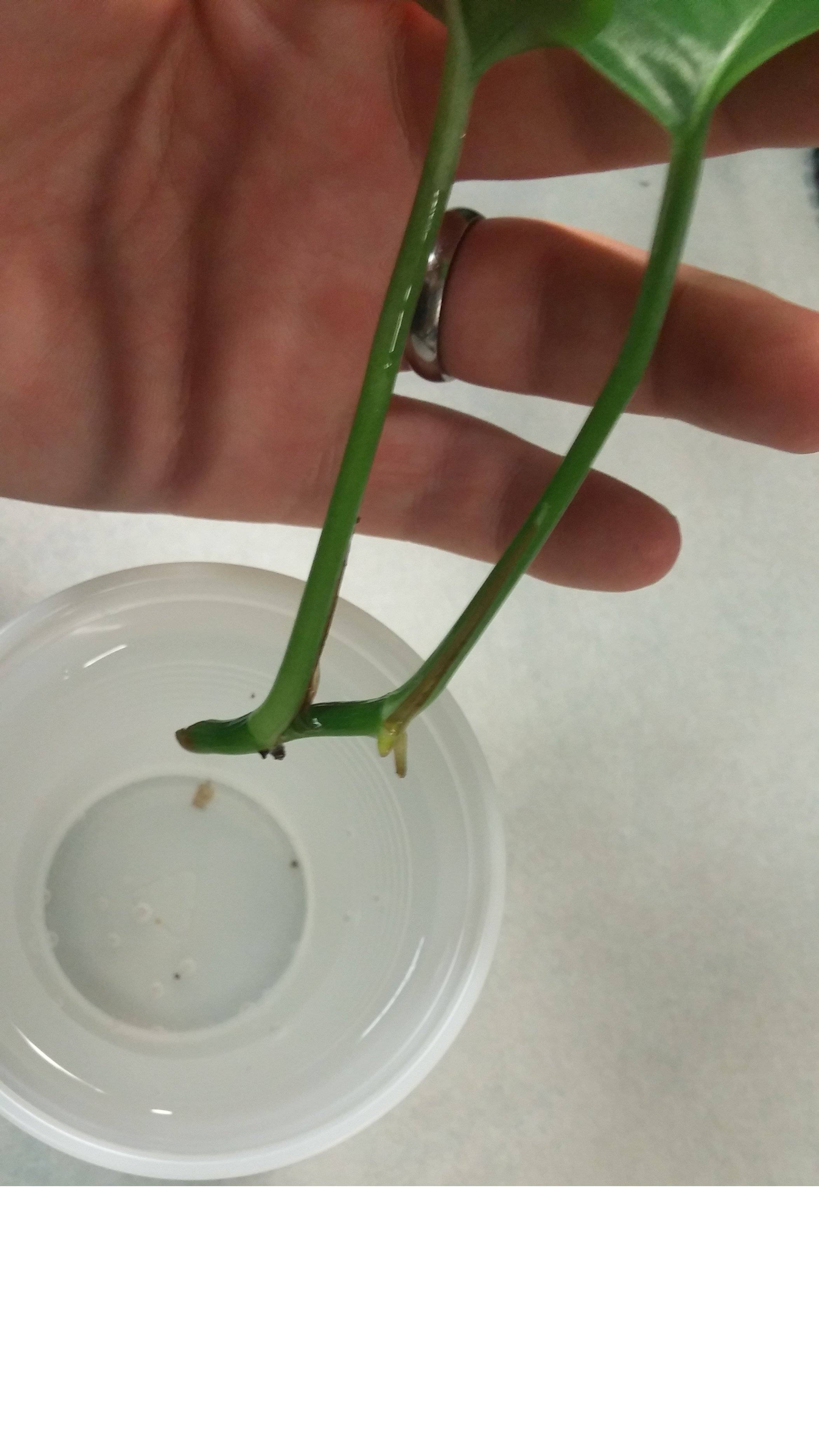 planting When should I transfer a pothos rooted in water to soil