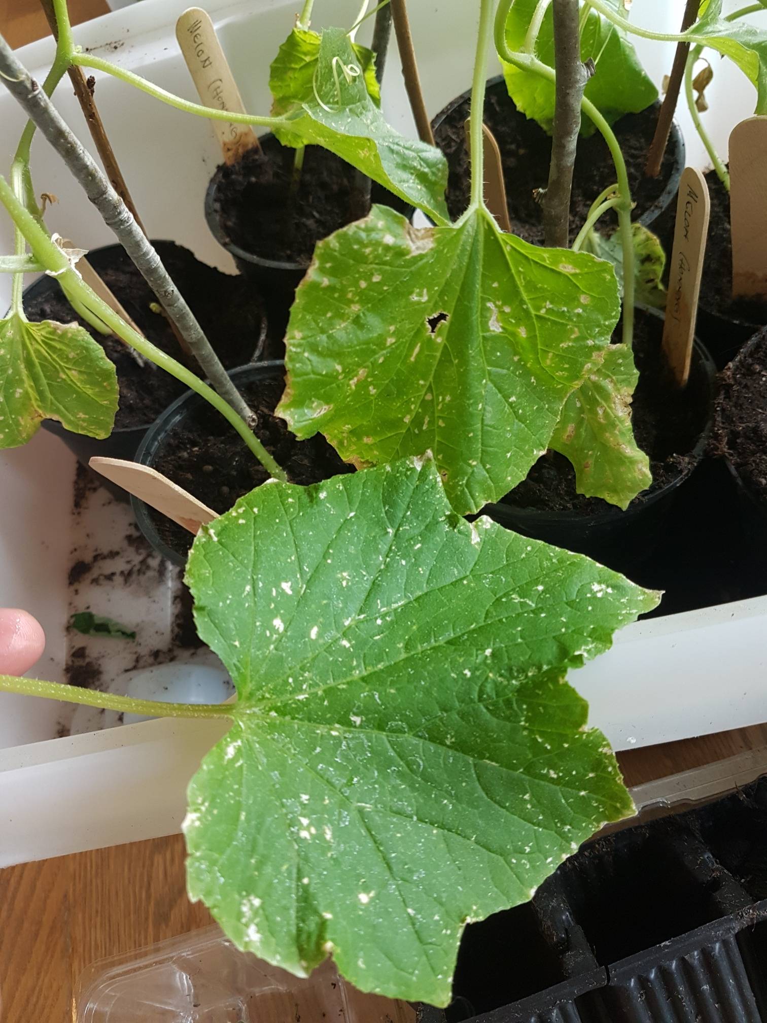 pest damage What are these white irregular sized spots on my cucumber