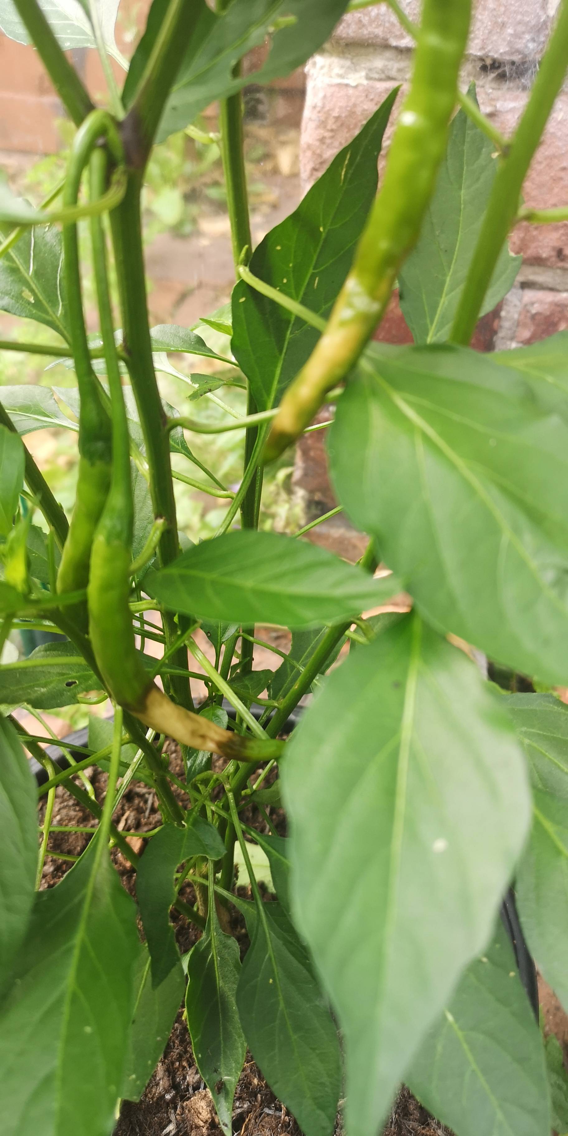 chili Red chilli plant, do I have a problem and how do I fix