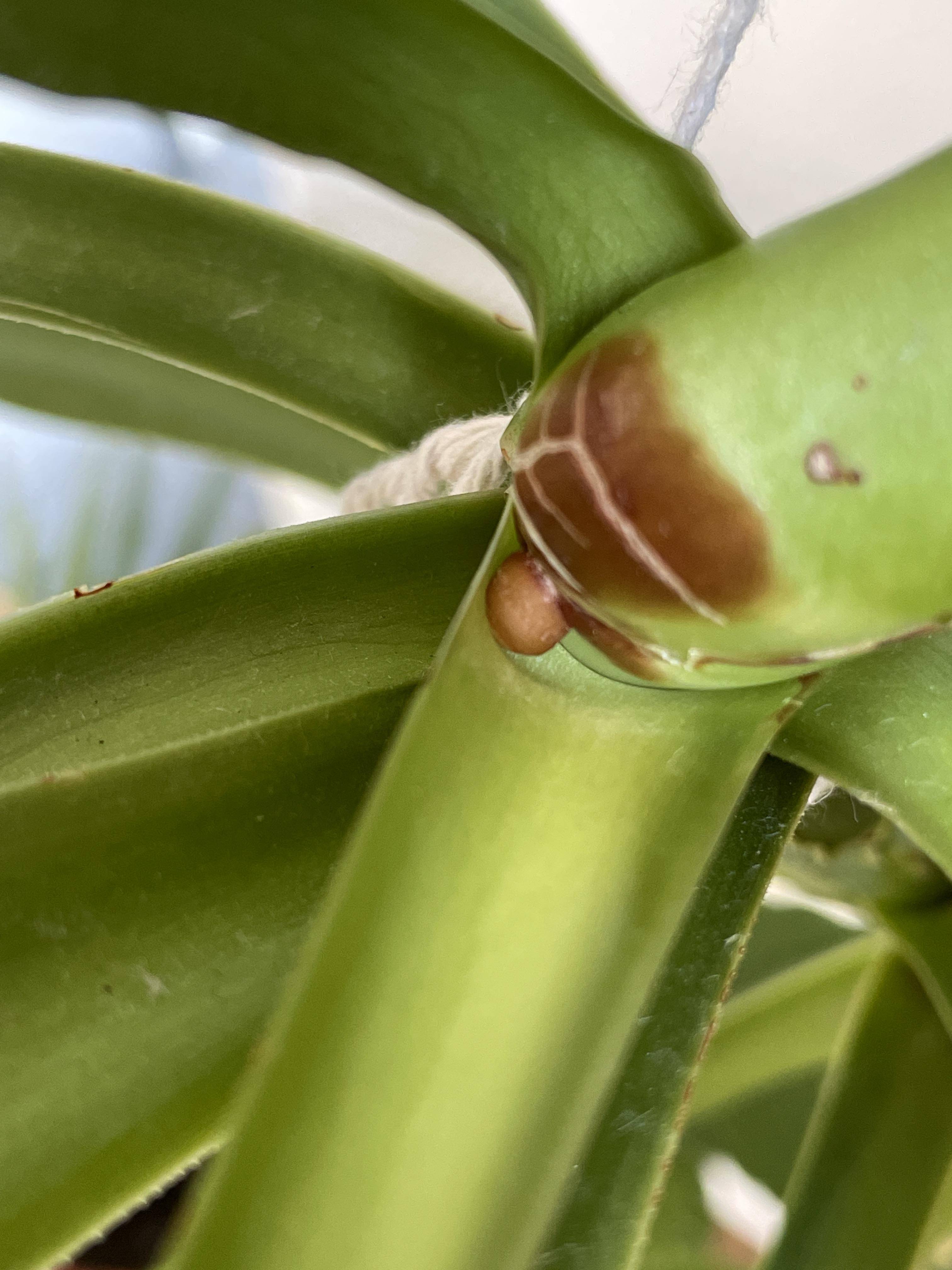 What’s this brown growth on my yucca? Gardening & Landscaping Stack